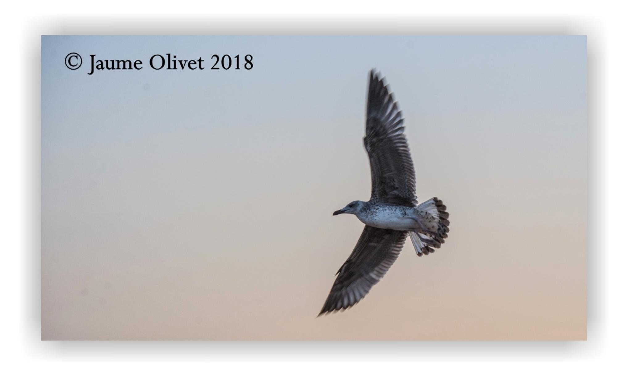  Jaume Olivet 2018