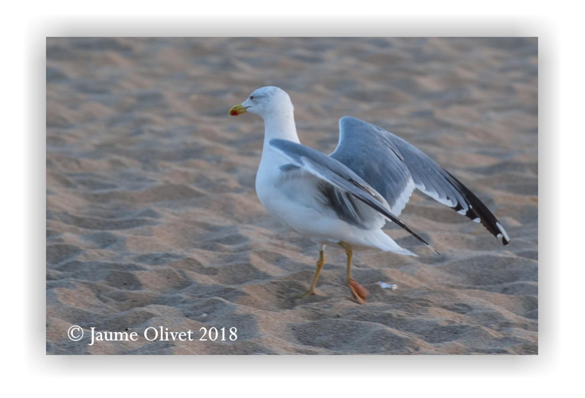  Jaume Olivet 2018