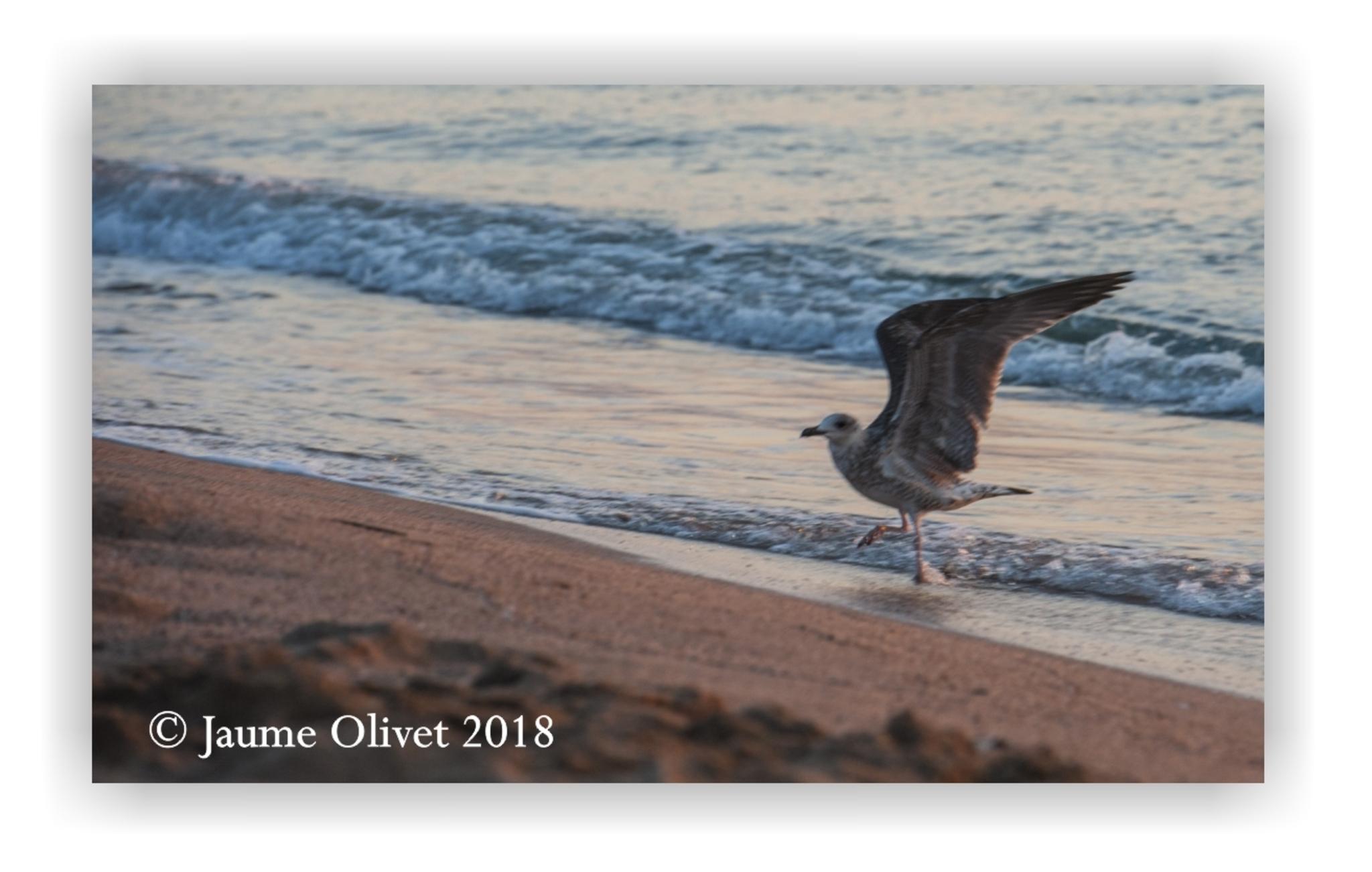  Jaume Olivet 2018