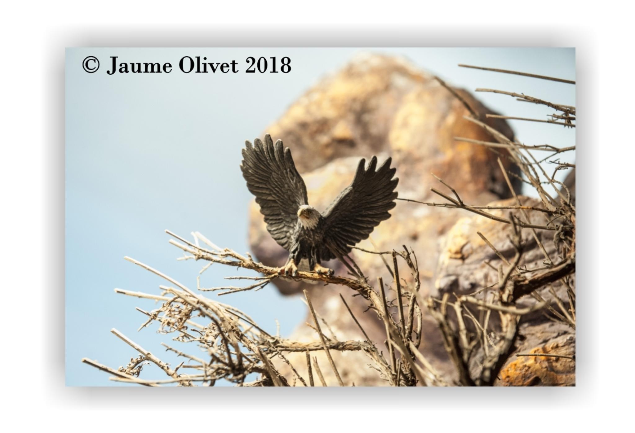  Jaume Olivet 2018