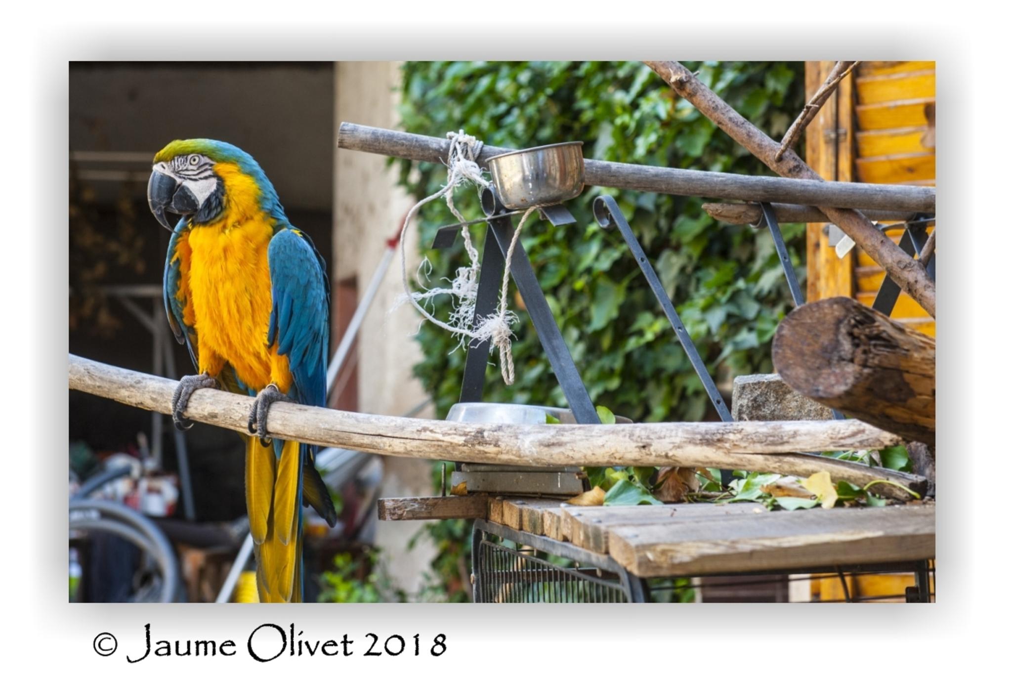  Jaume Olivet 2018