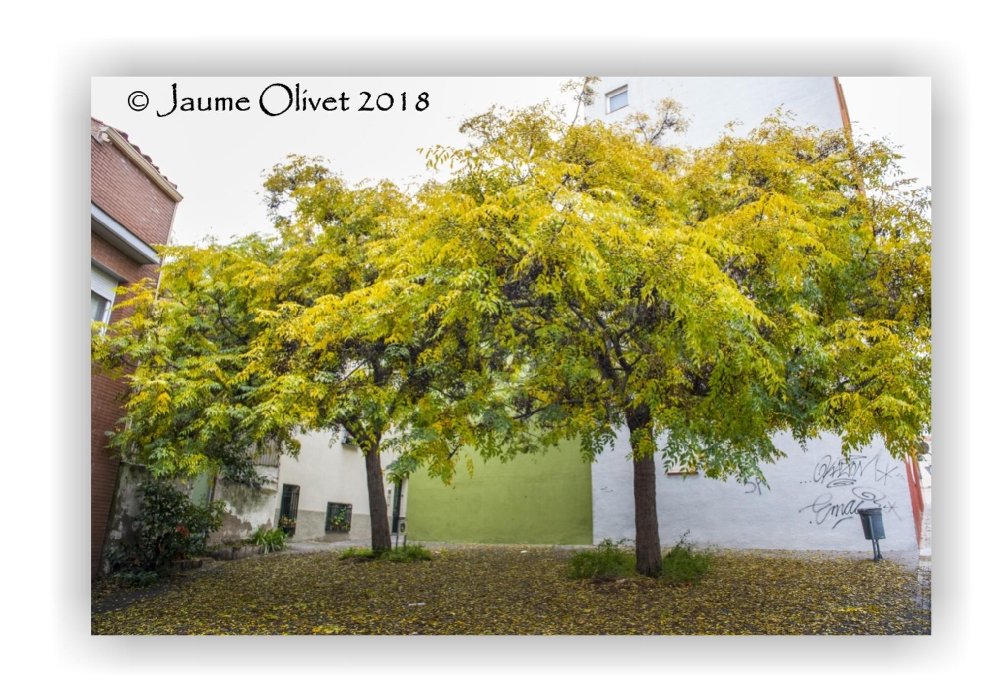  Jaume Olivet 2018