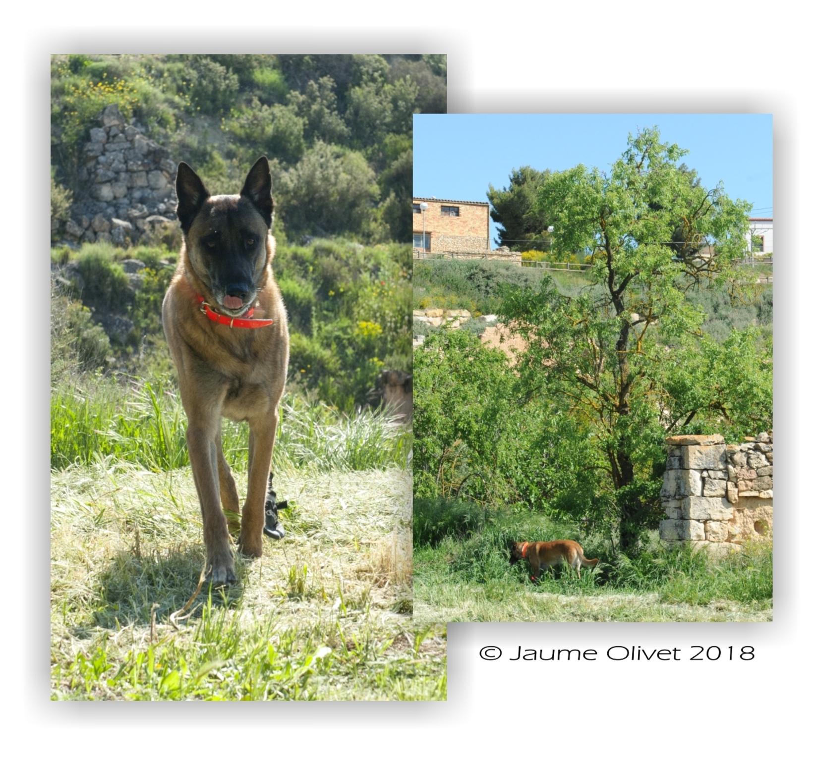  Jaume Olivet 2018