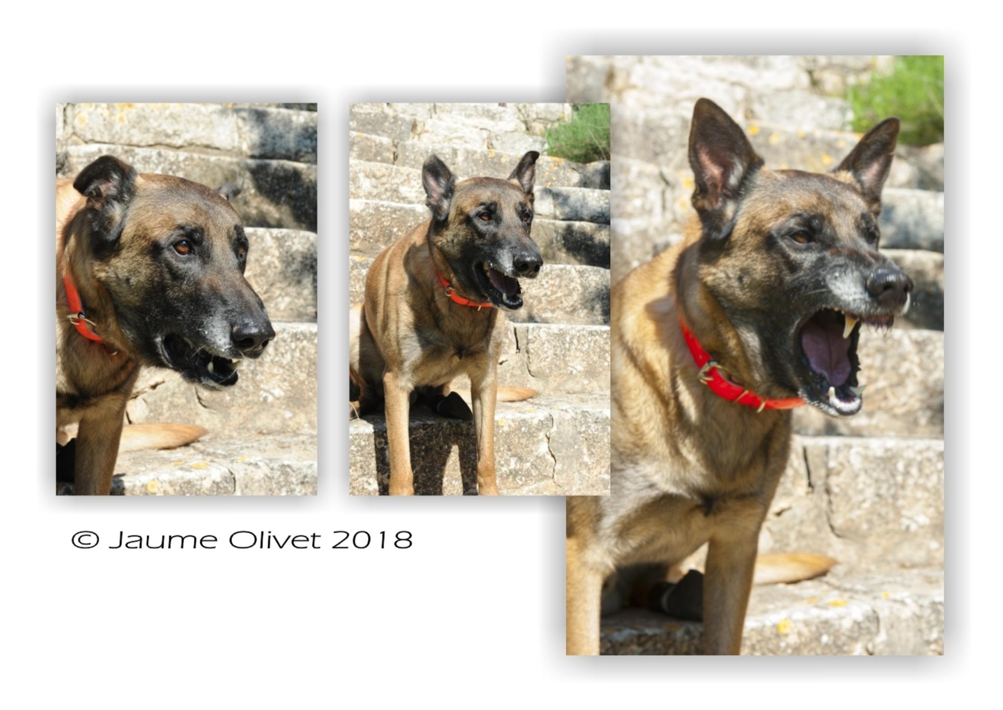  Jaume Olivet 2018