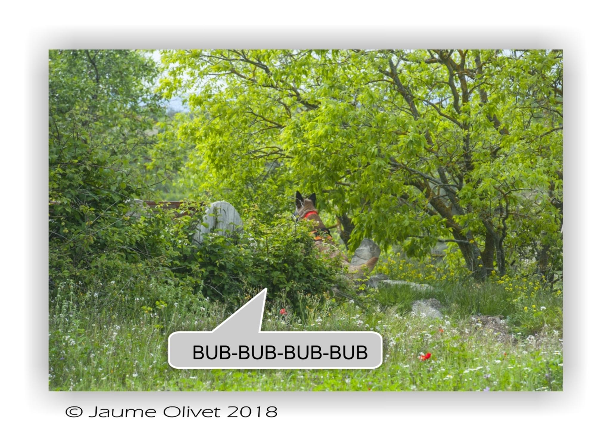  Jaume Olivet 2018