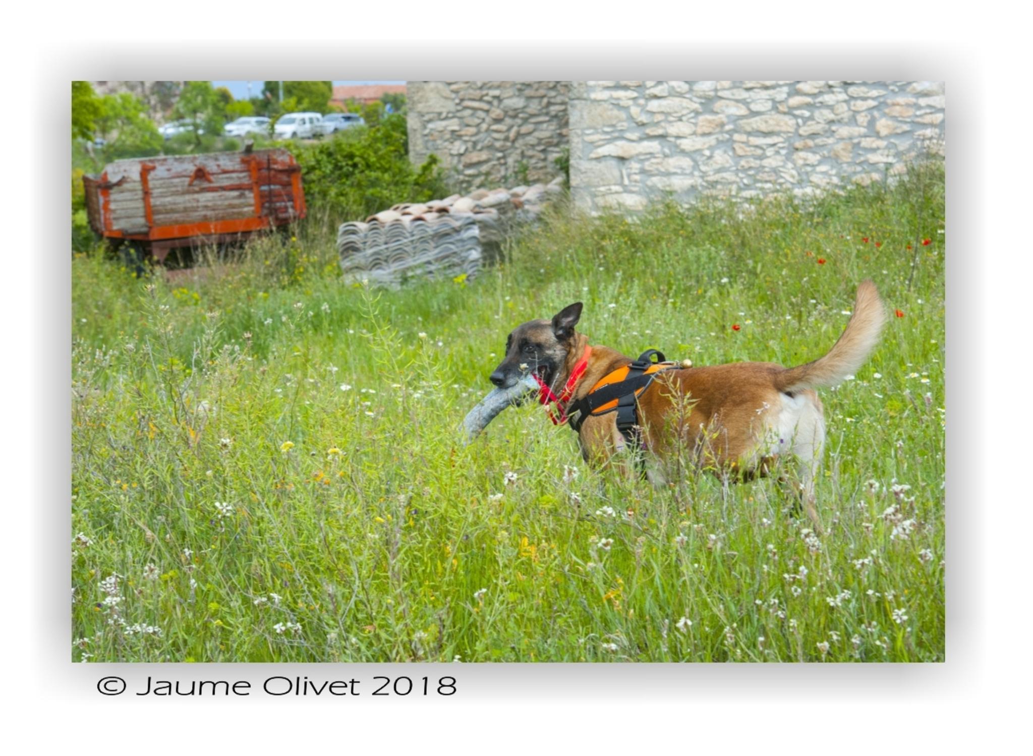  Jaume Olivet 2018