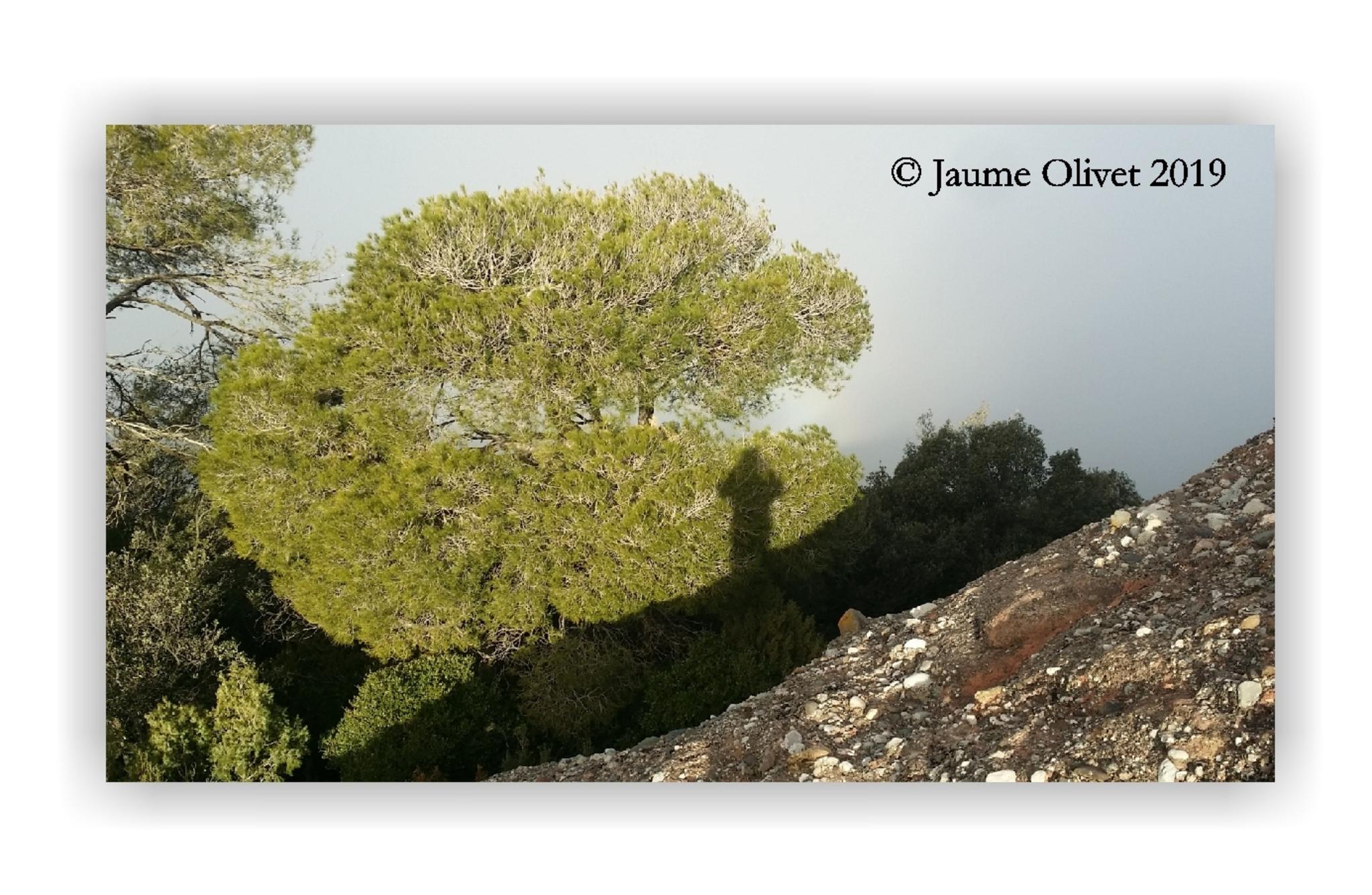  Jaume Olivet 2019