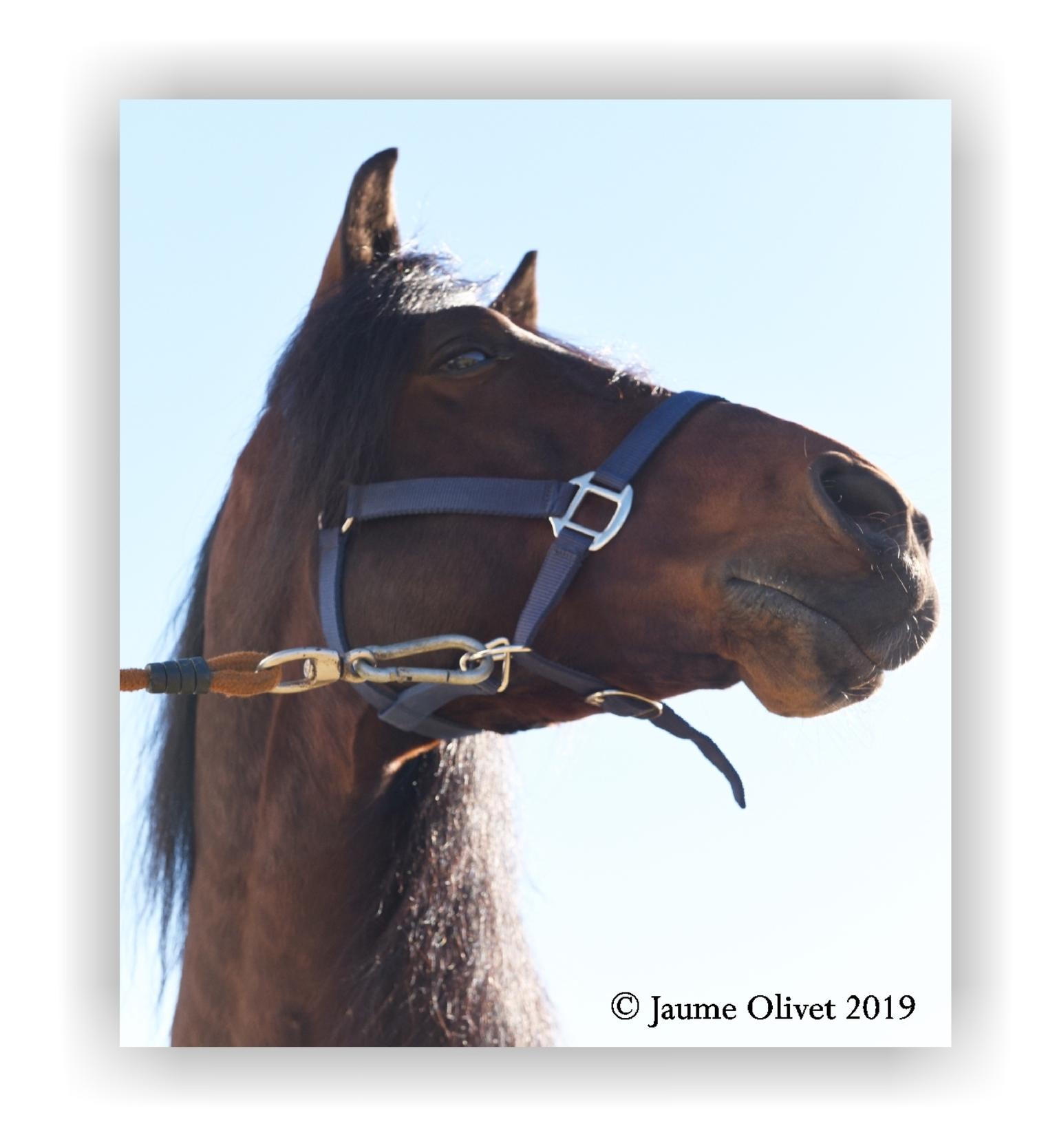  Jaume Olivet 2019