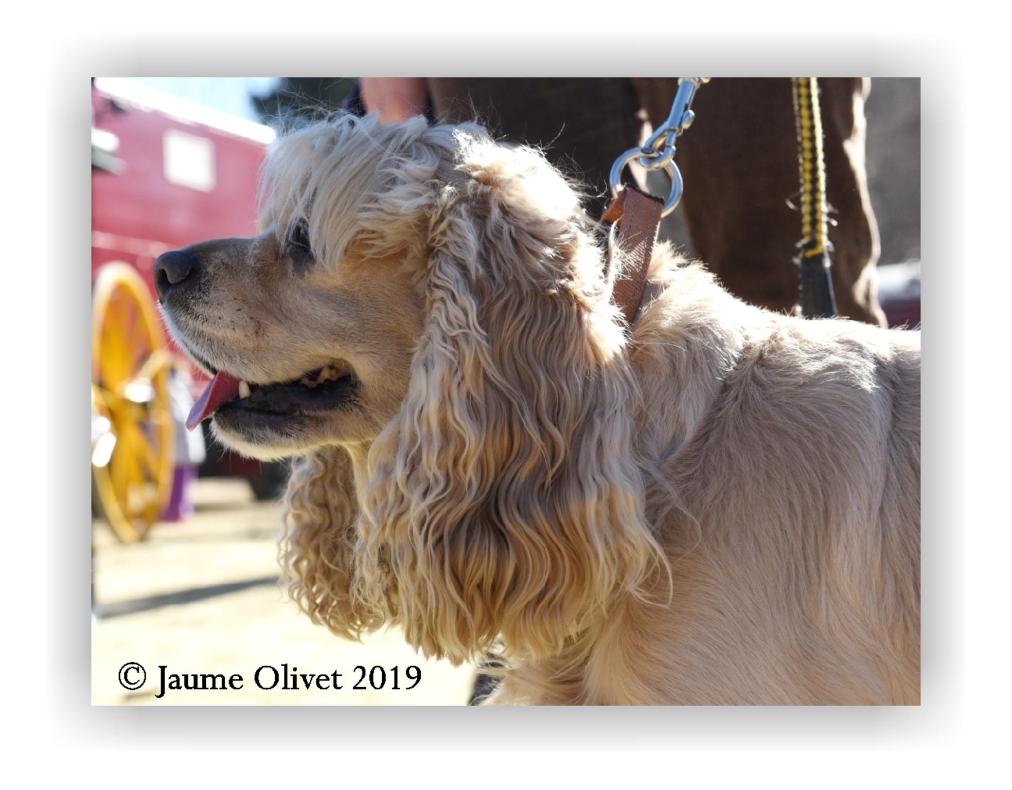  Jaume Olivet 2019