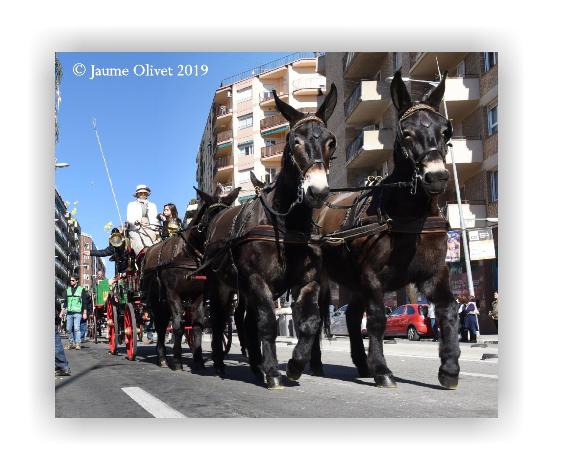  Jaume Olivet 2019