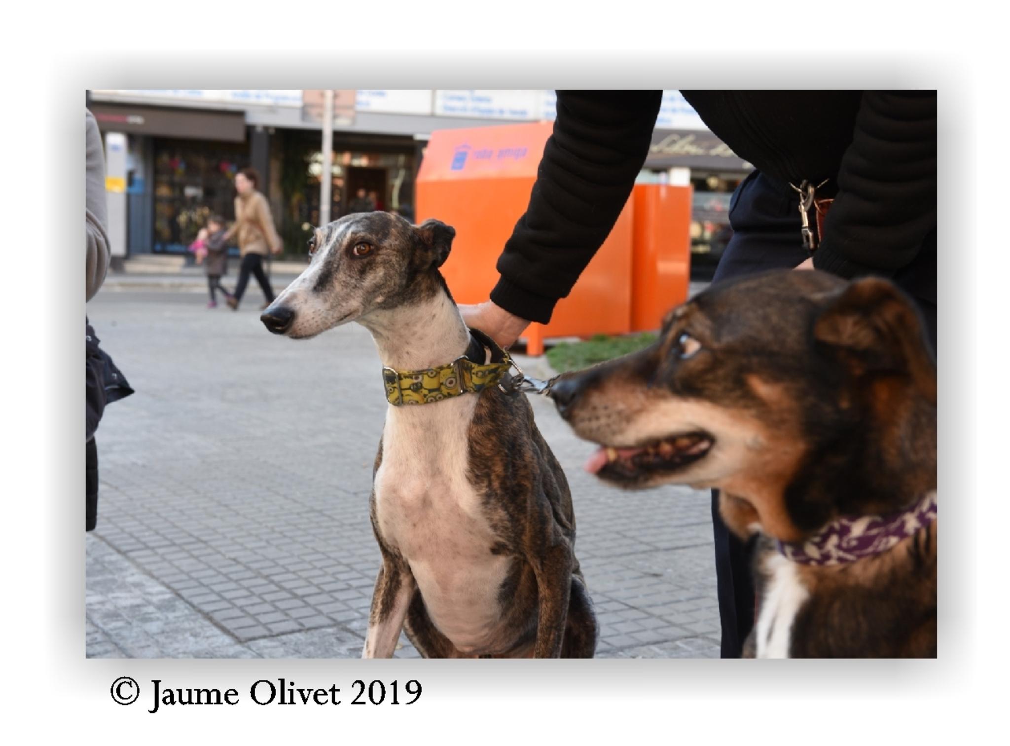 Jaume Olivet 2019