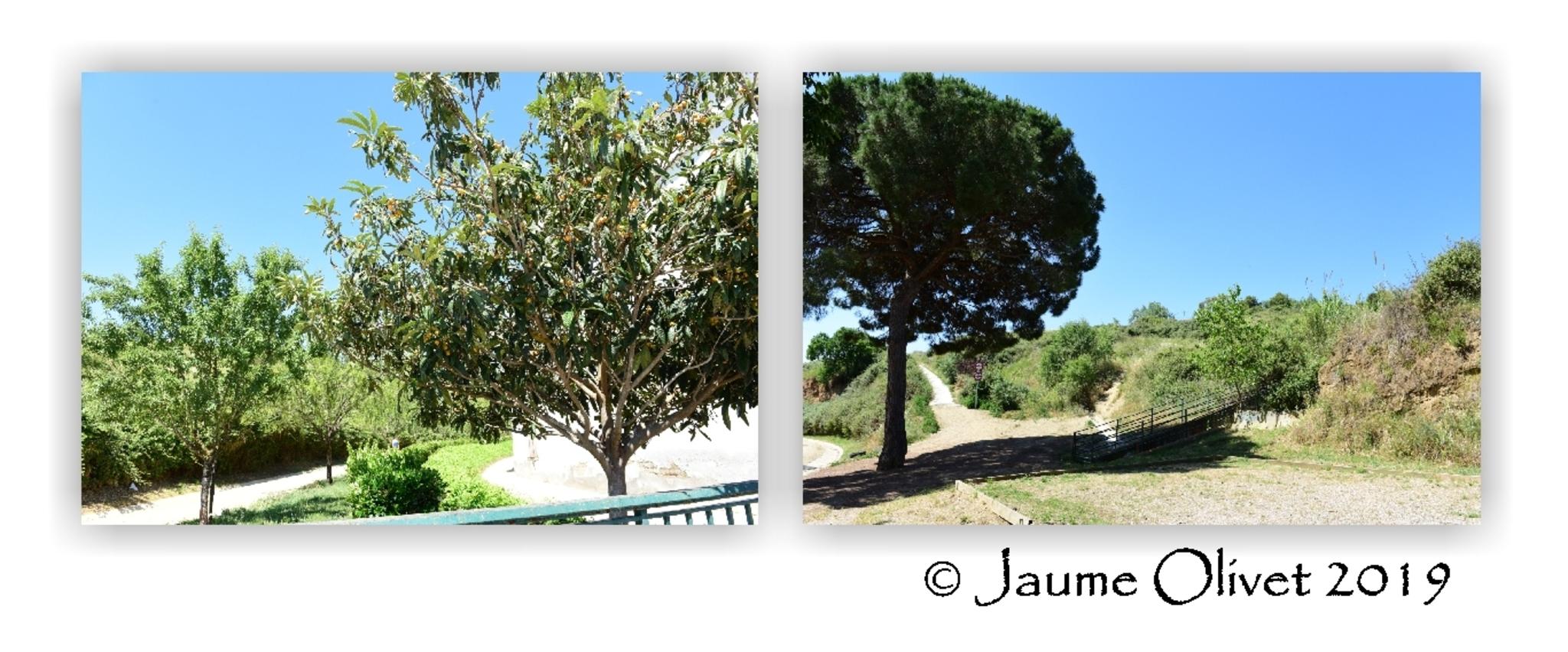  Jaume Olivet 2019