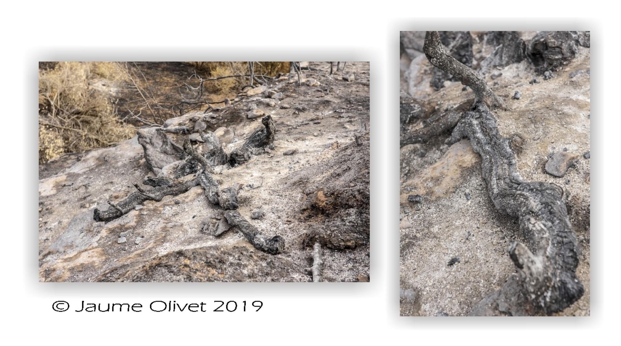  Jaume Olivet 2019