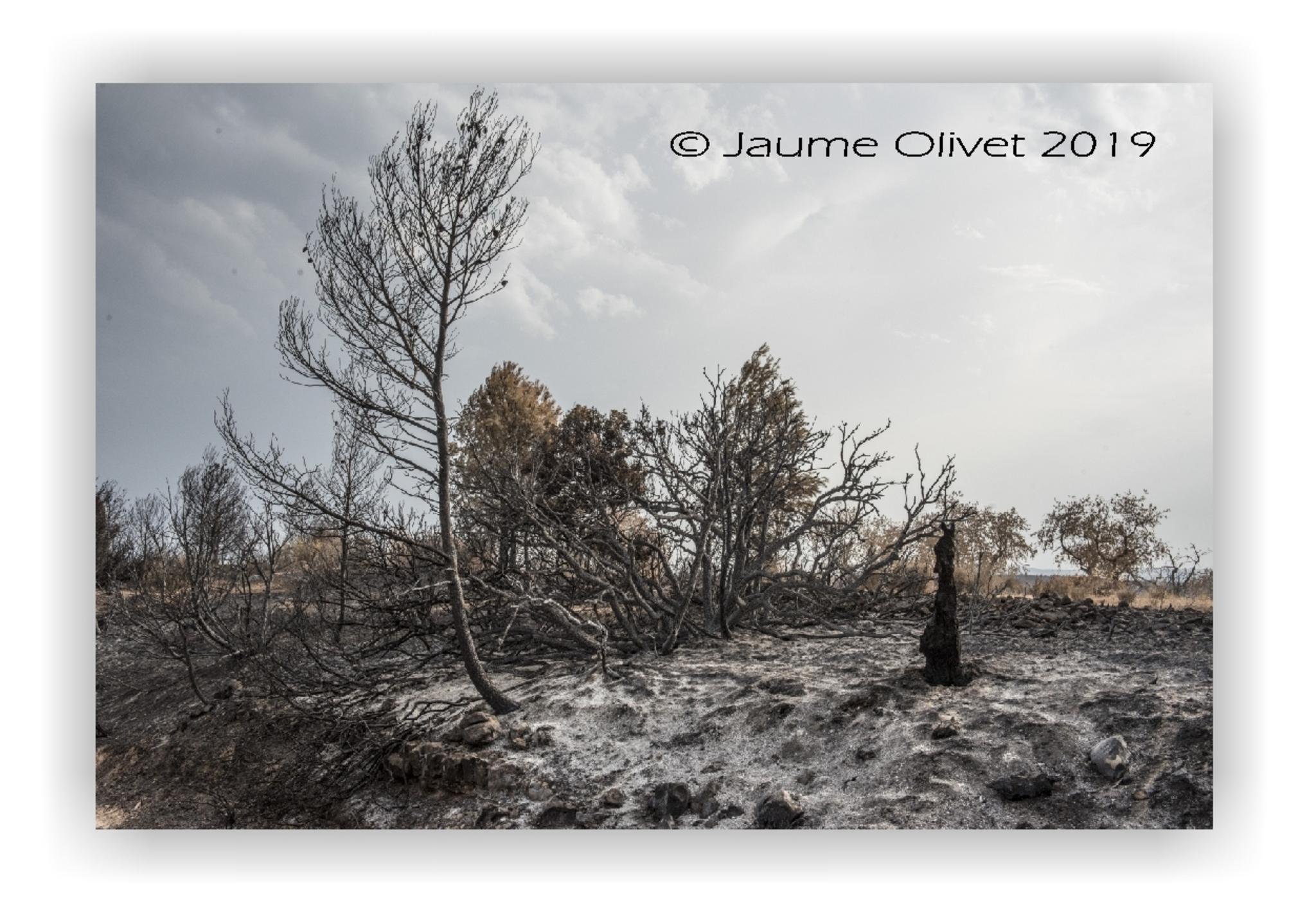  Jaume Olivet 2019