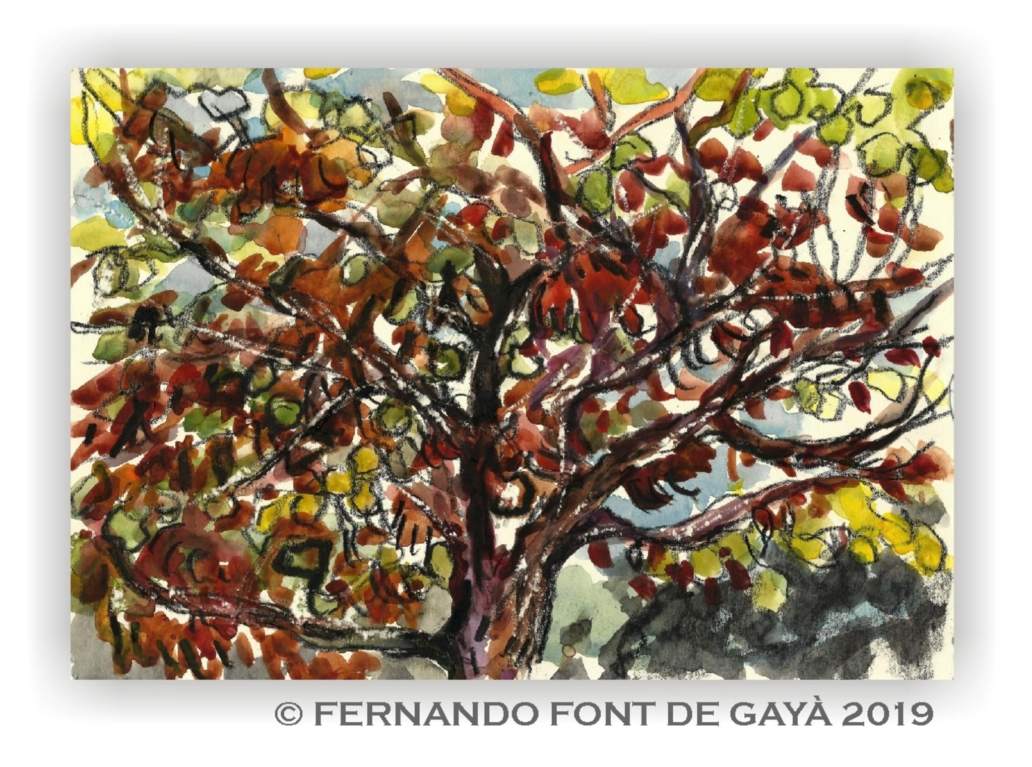  USK Terrassa 2019