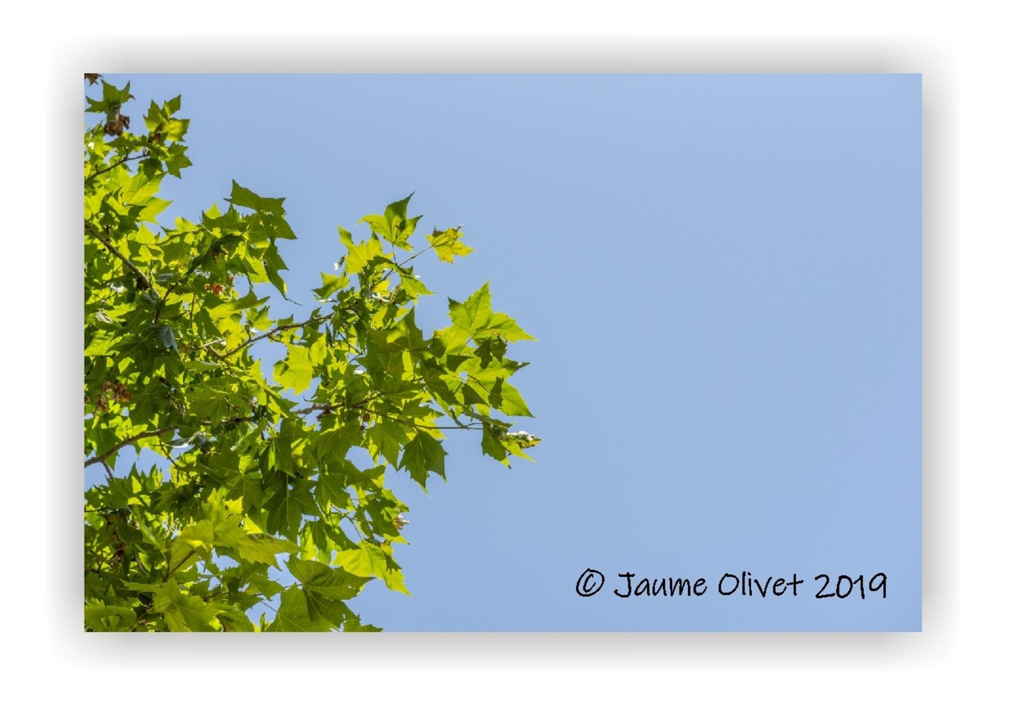  Jaume Olivet 2019