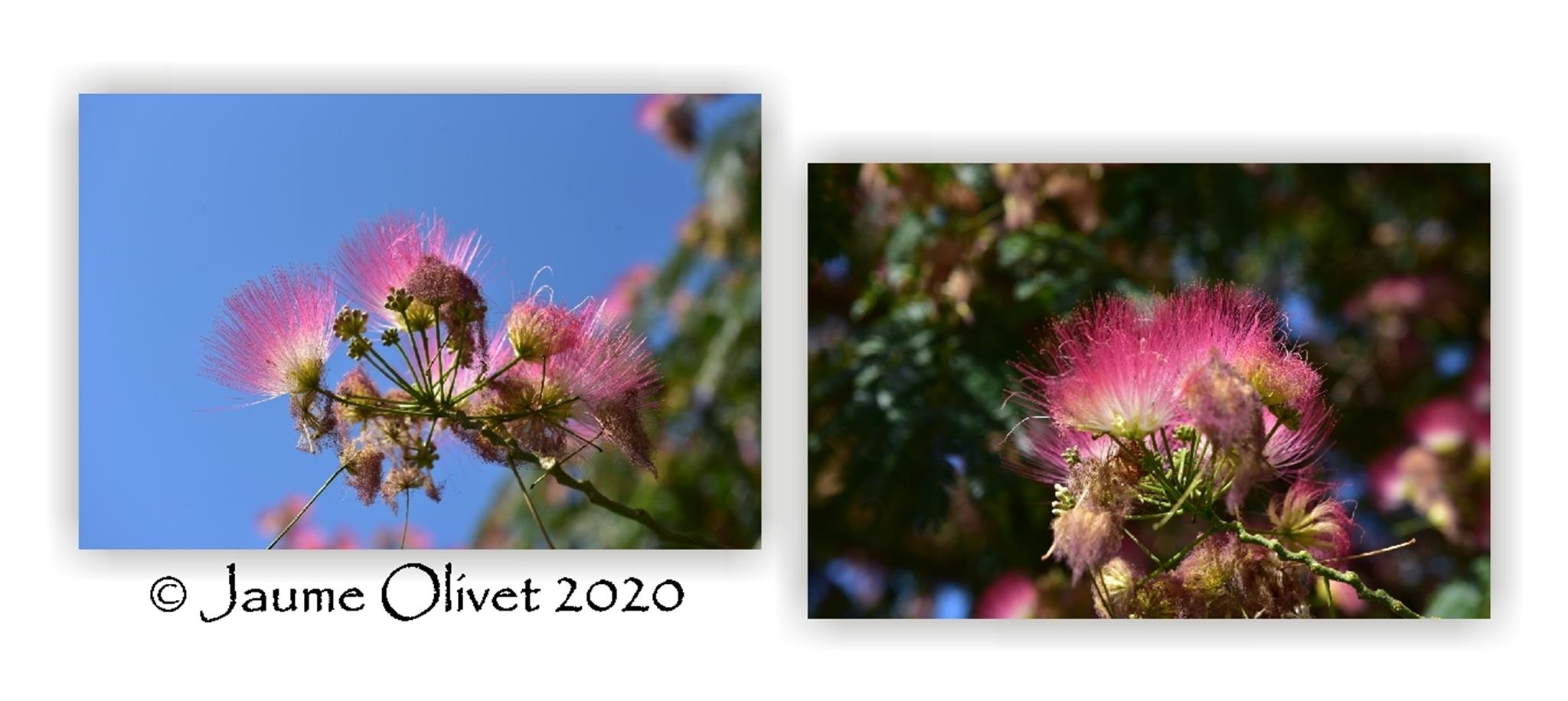  Jaume Olivet 2020