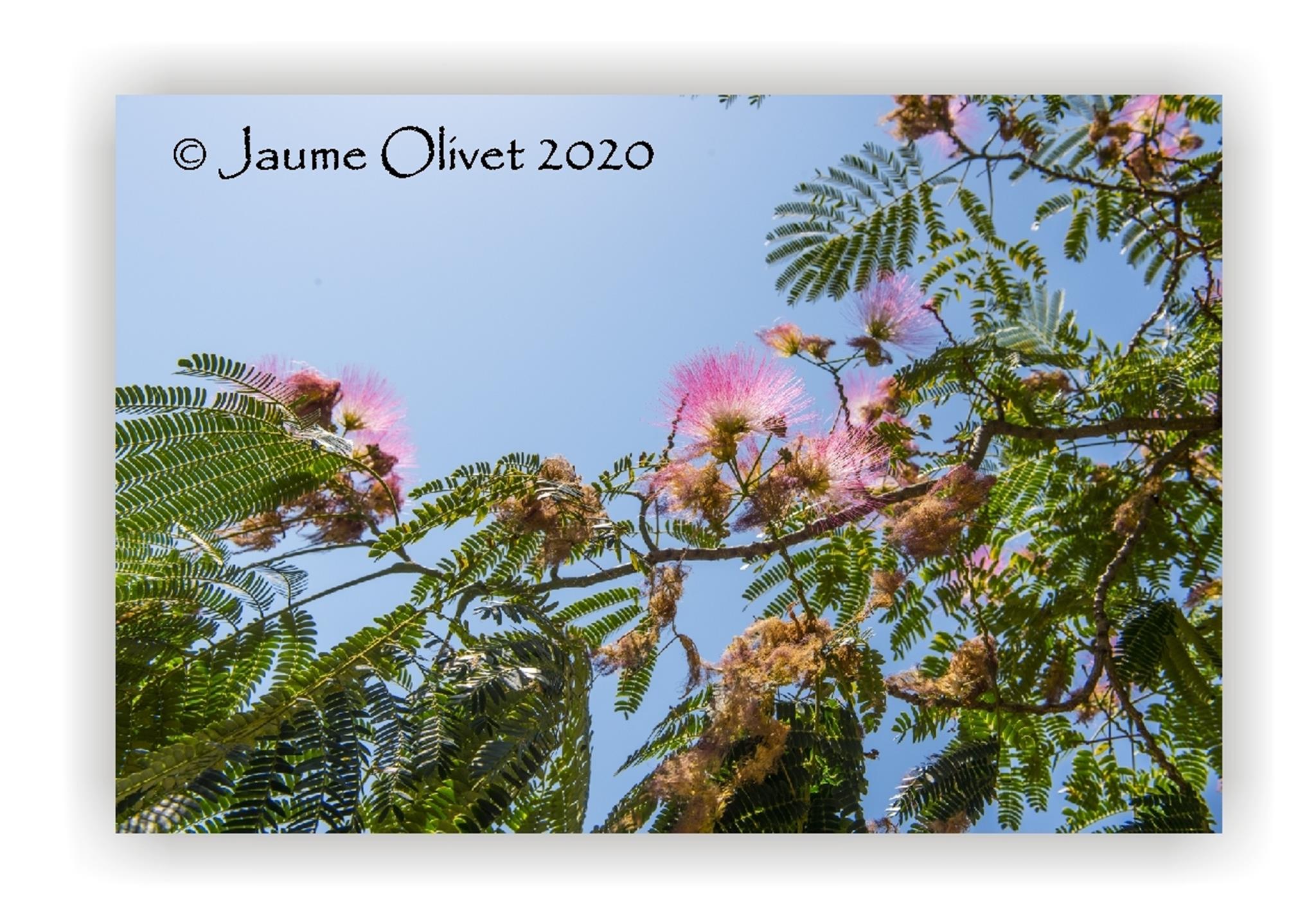  Jaume Olivet 2020