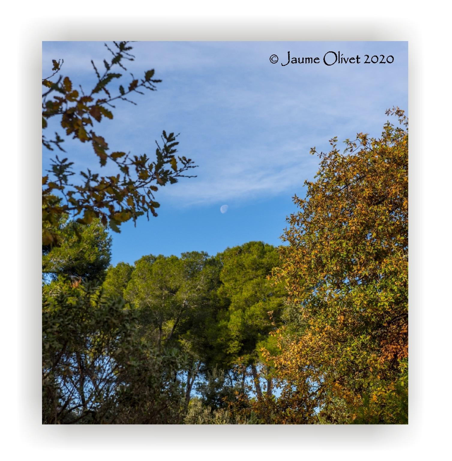  Jaume Olivet 2020