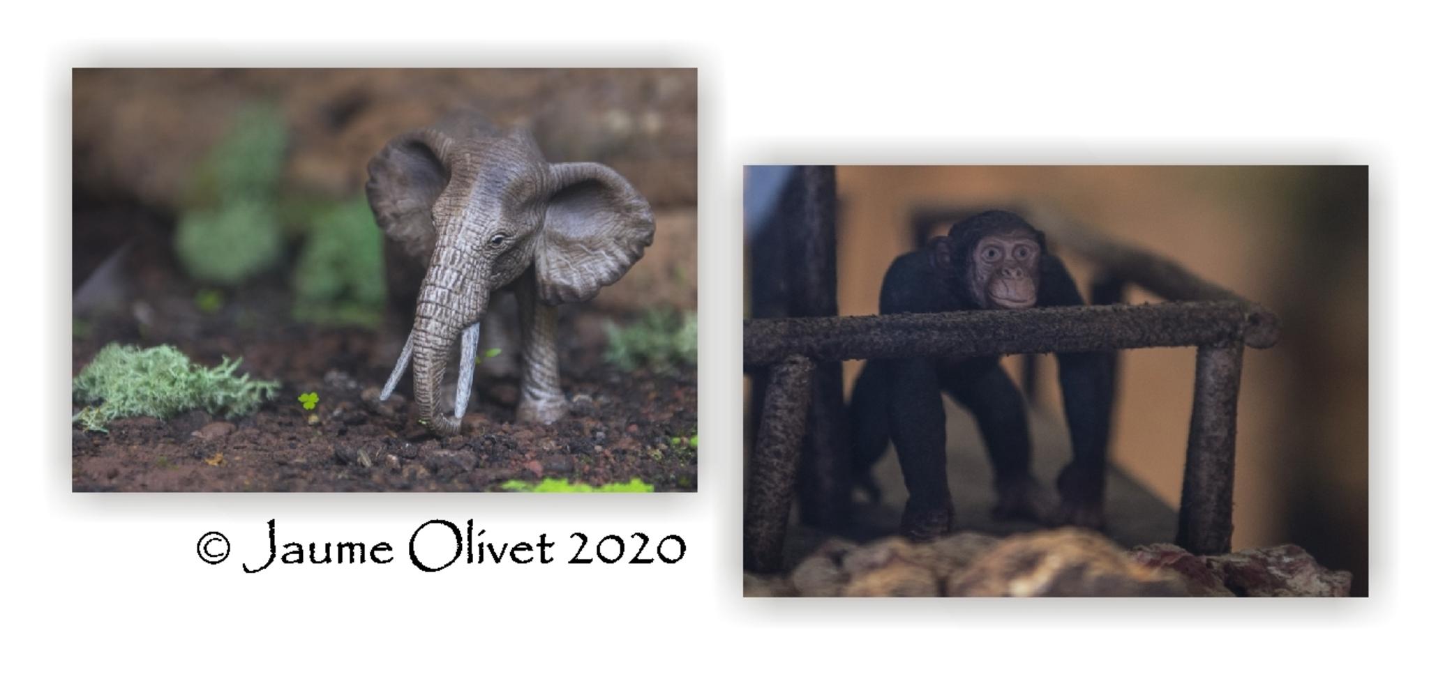  Jaume Olivet 2020