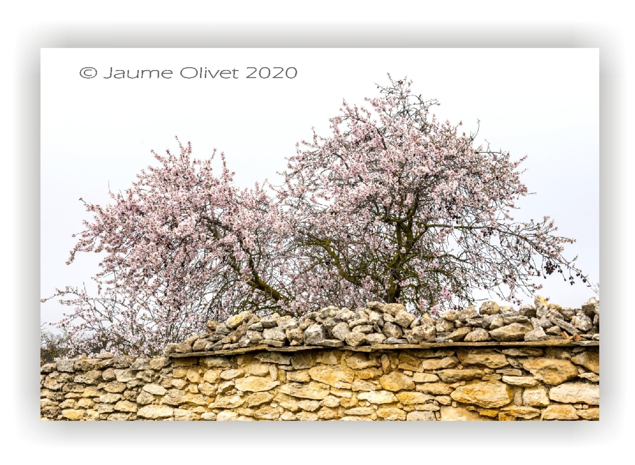  Jaume Olivet 2020