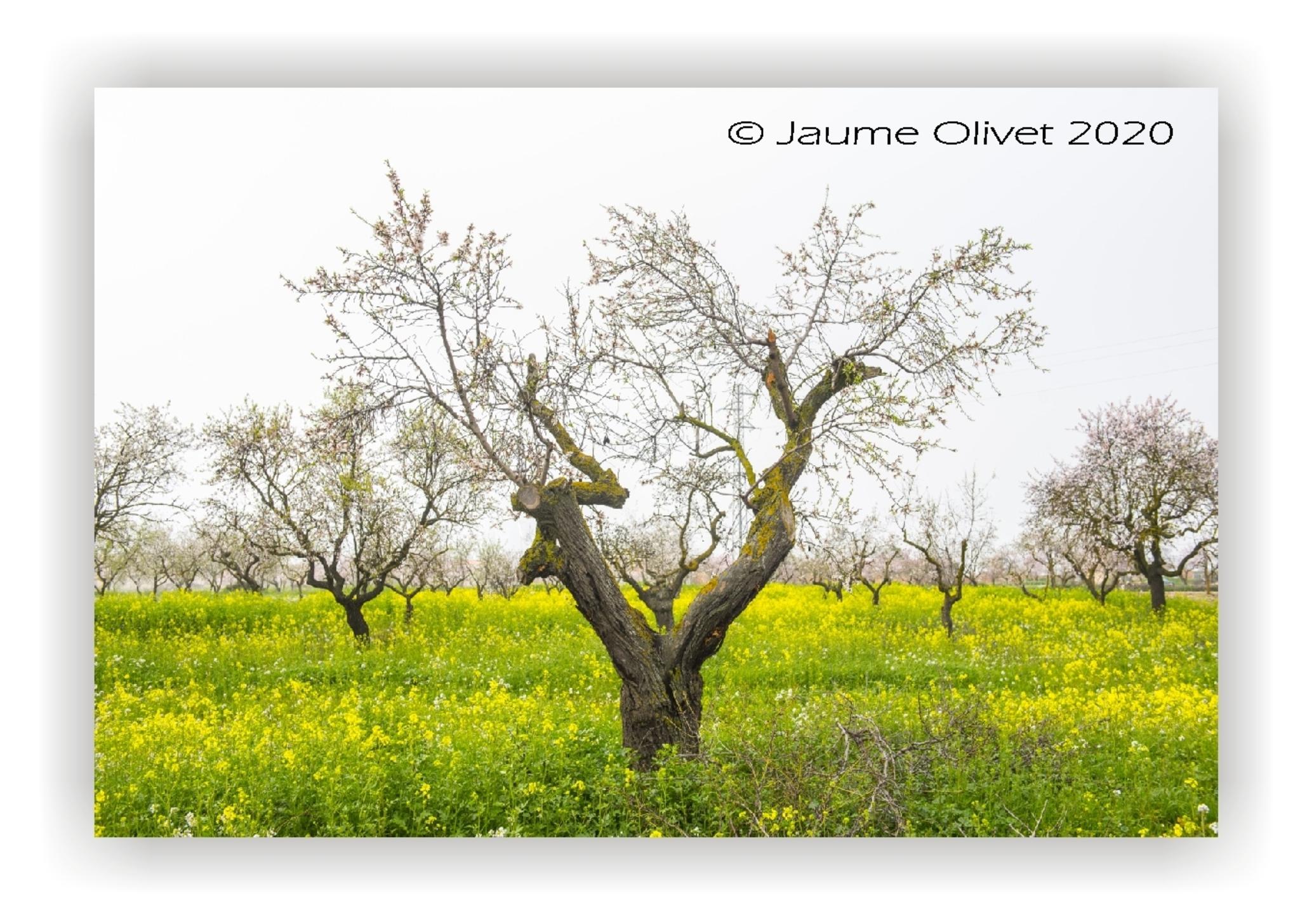  Jaume Olivet 2020
