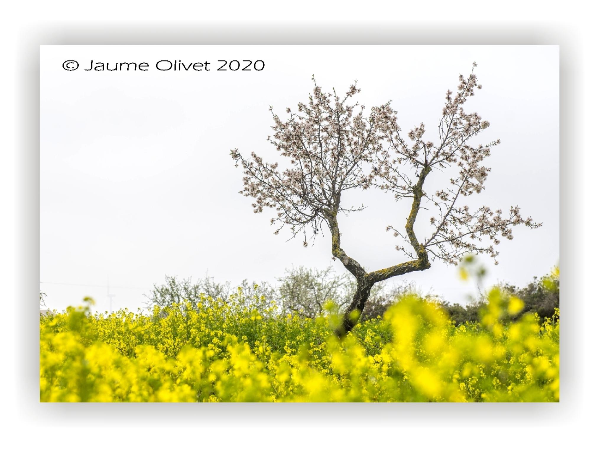  Jaume Olivet 2020
