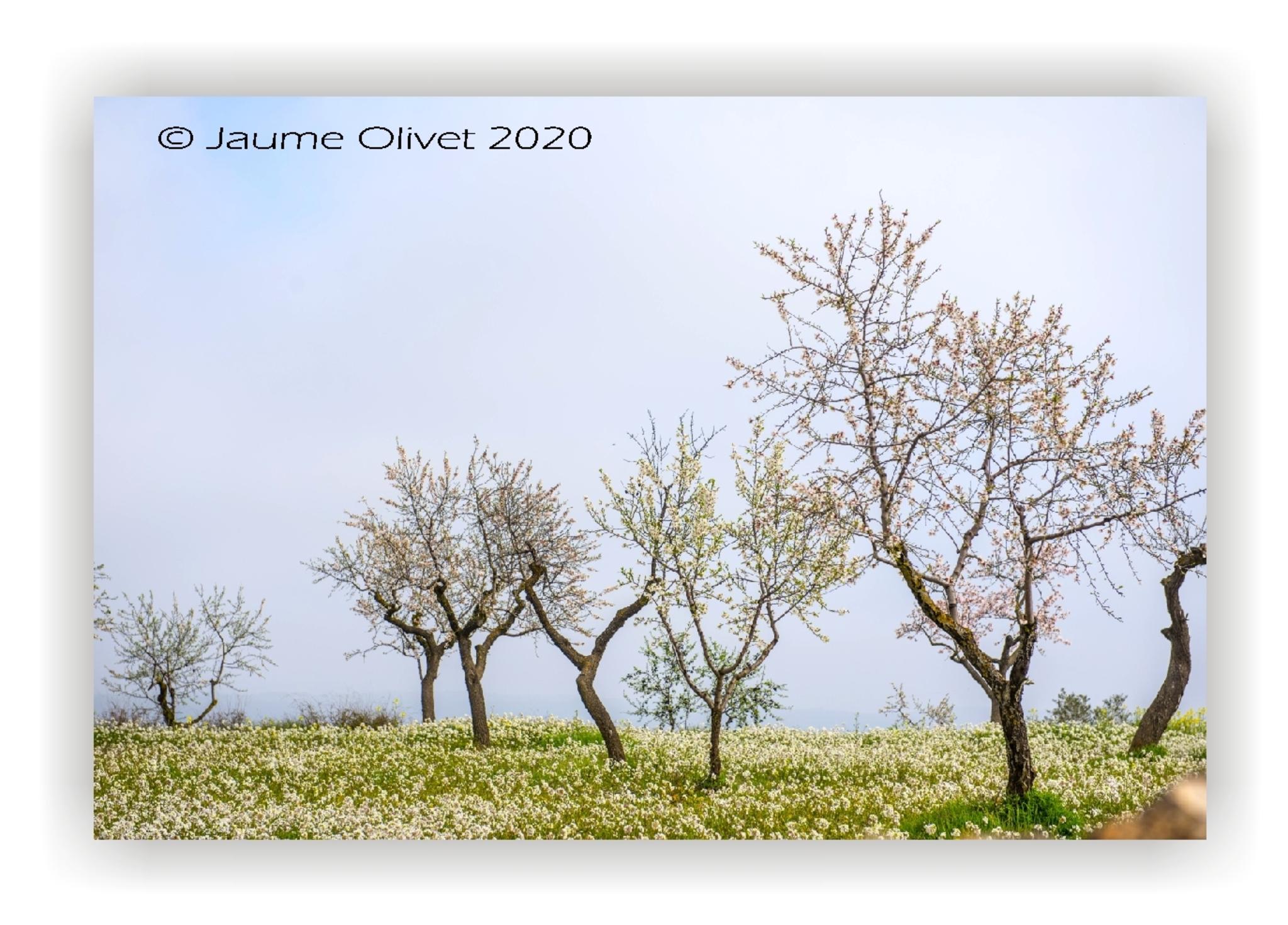  Jaume Olivet 2020