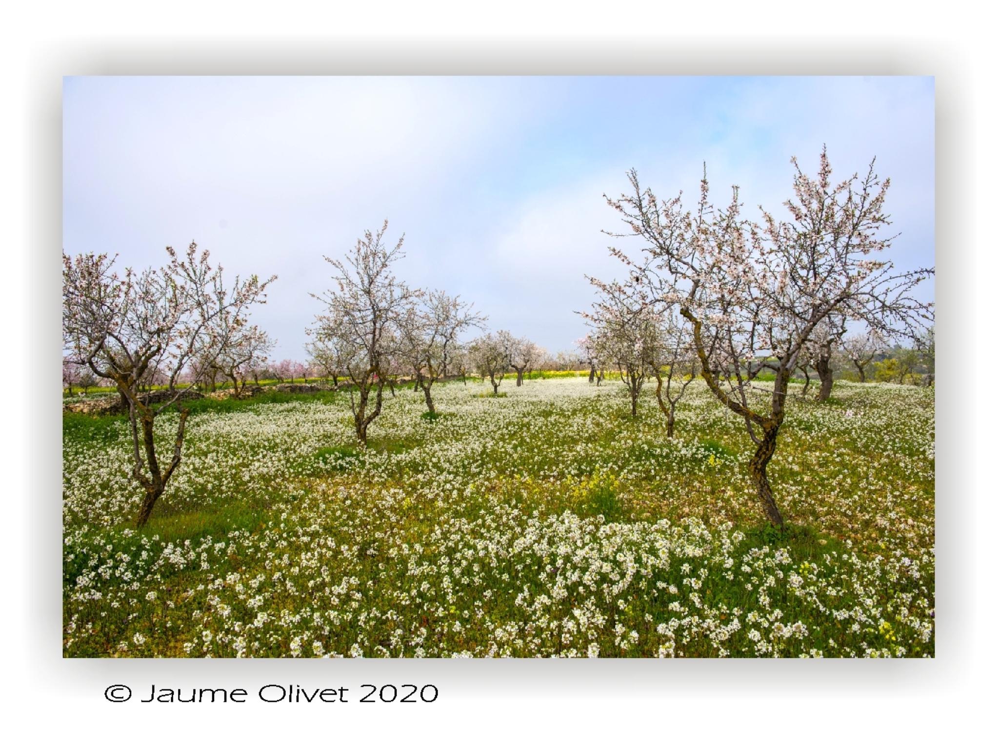  Jaume Olivet 2020