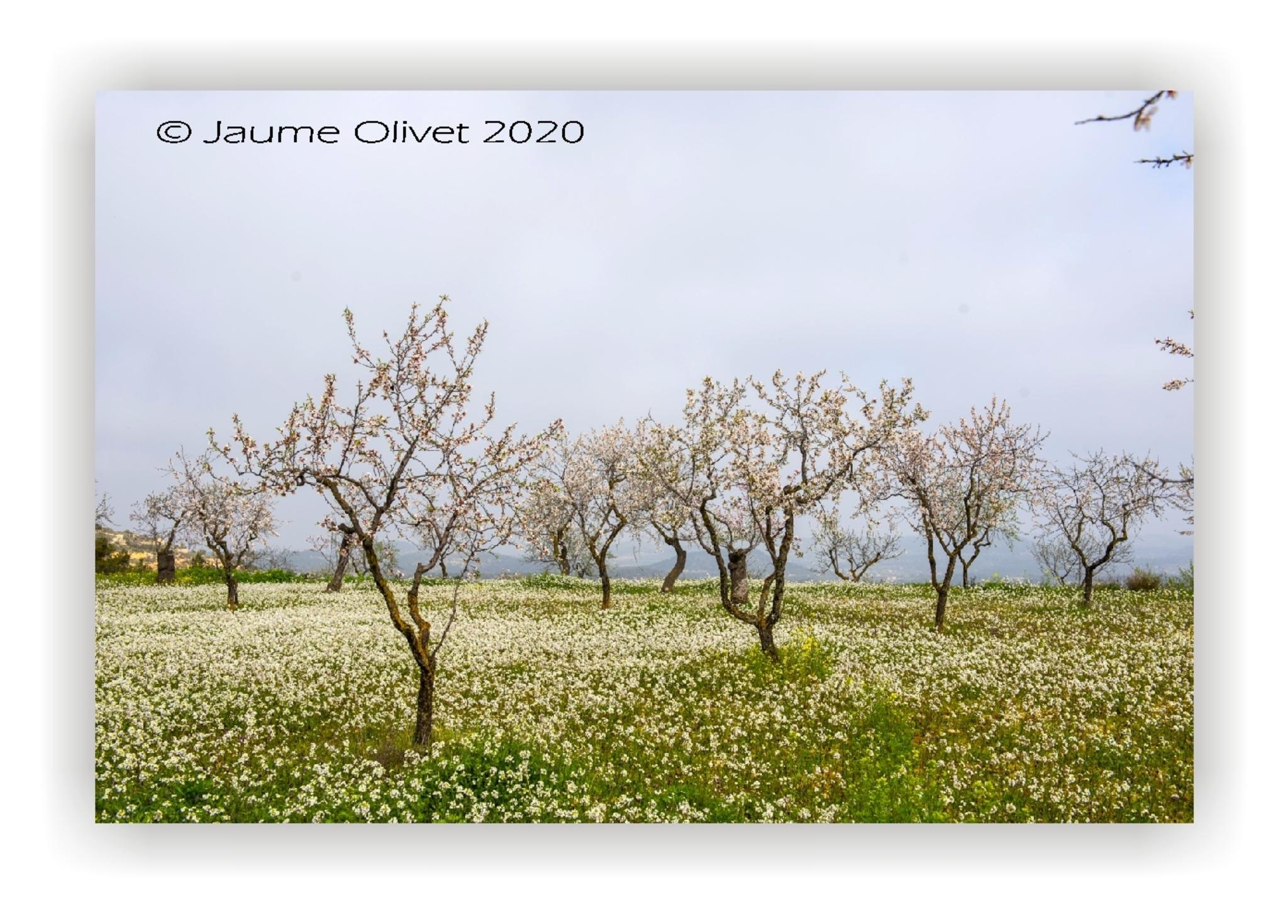  Jaume Olivet 2020