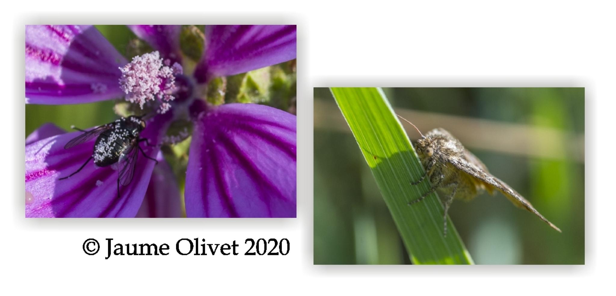  Jaume Olivet 2020