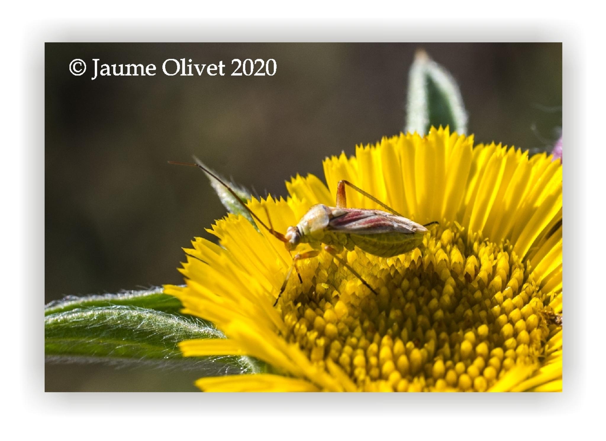  Jaume Olivet 2020