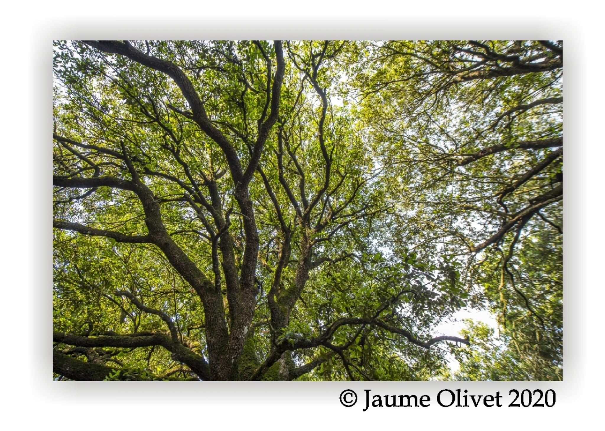  Jaume Olivet 2020