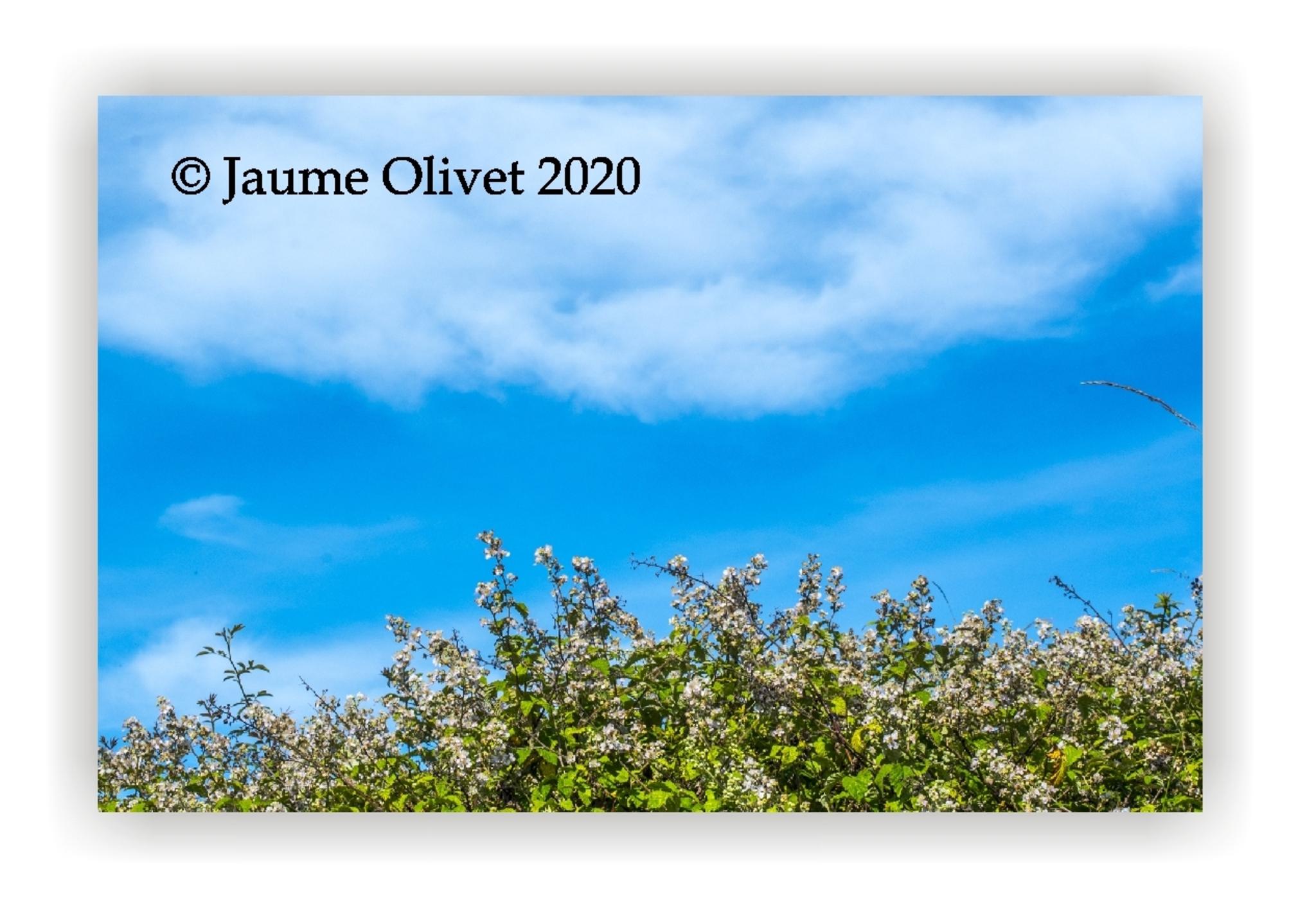  Jaume Olivet 2020