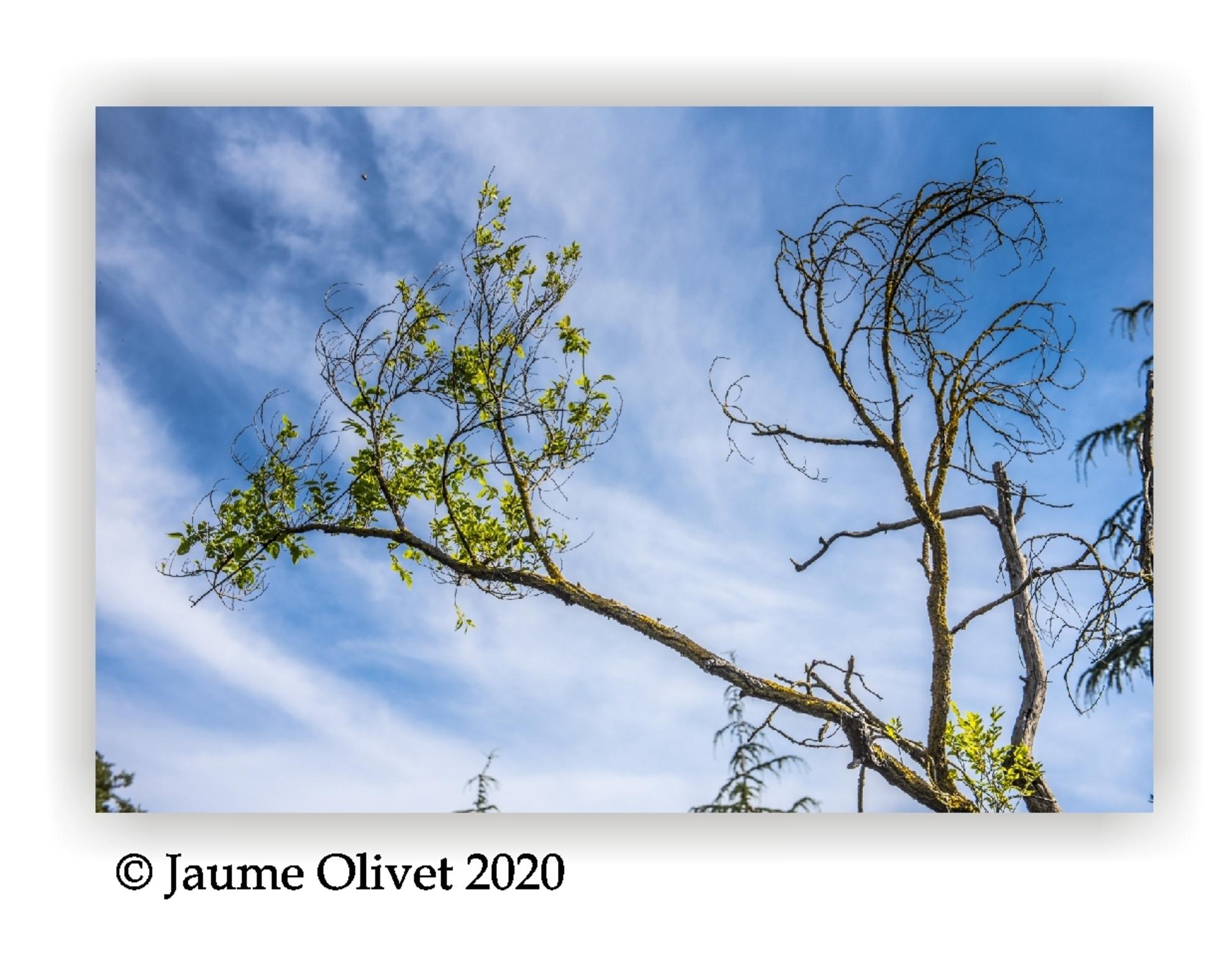  Jaume Olivet 2020