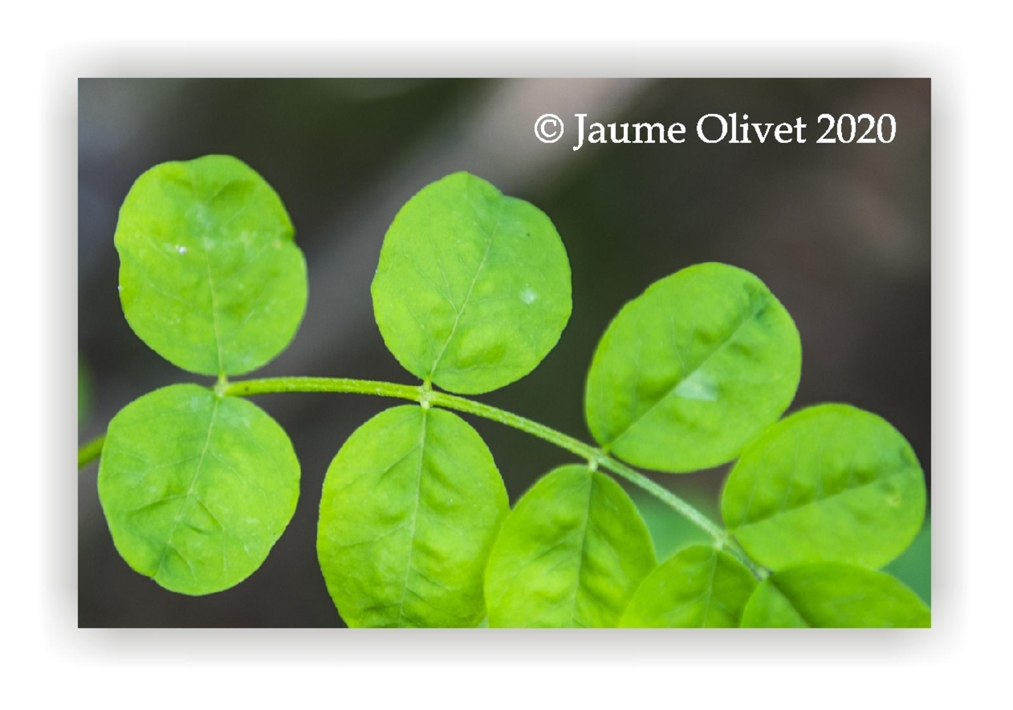  Jaume Olivet 2020