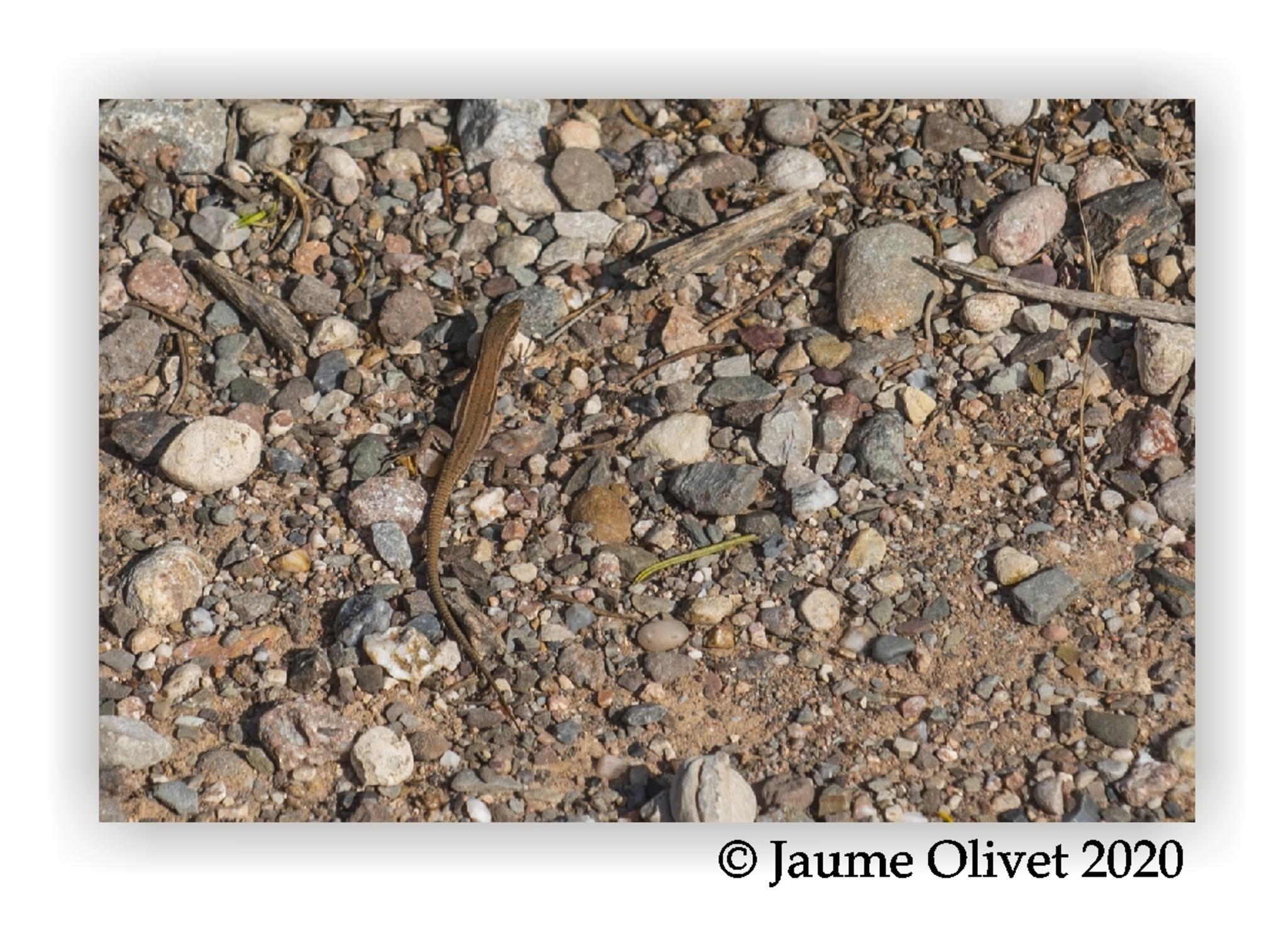  Jaume Olivet 2020