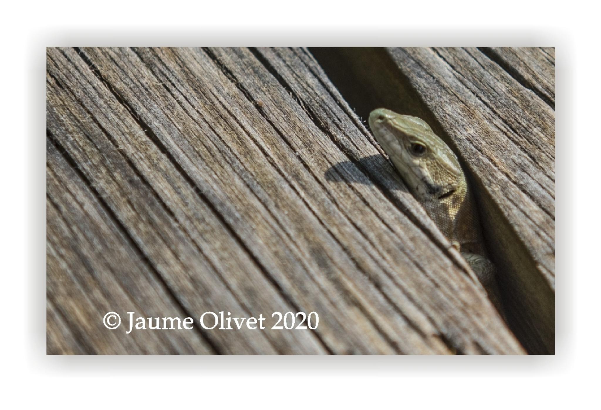  Jaume Olivet 2020