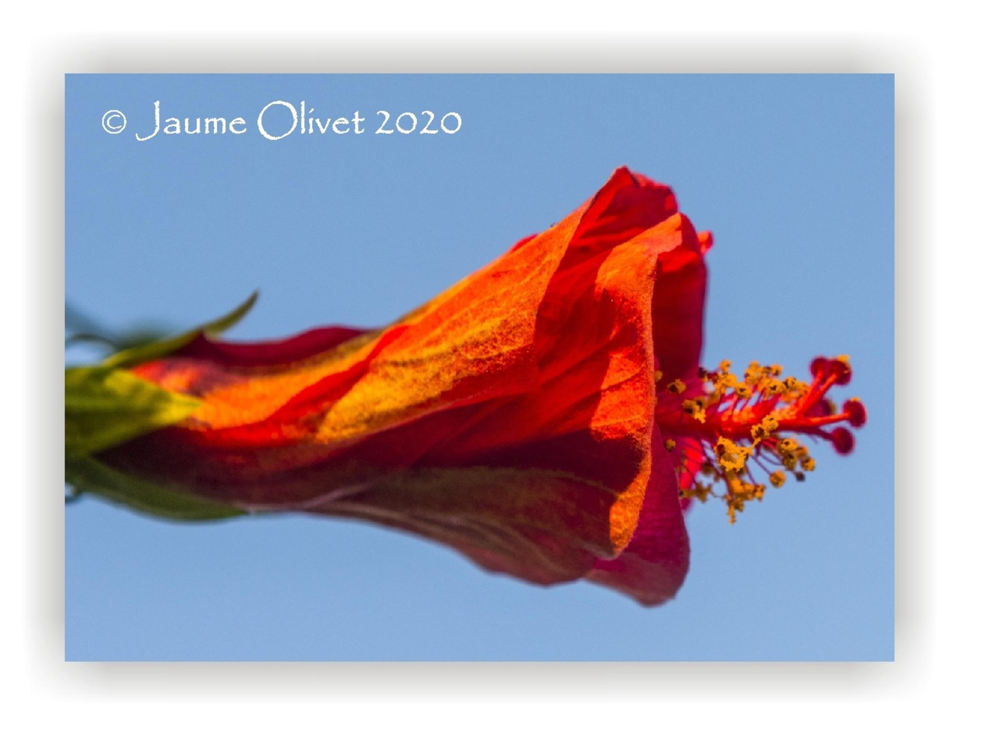  Jaume Olivet 2020