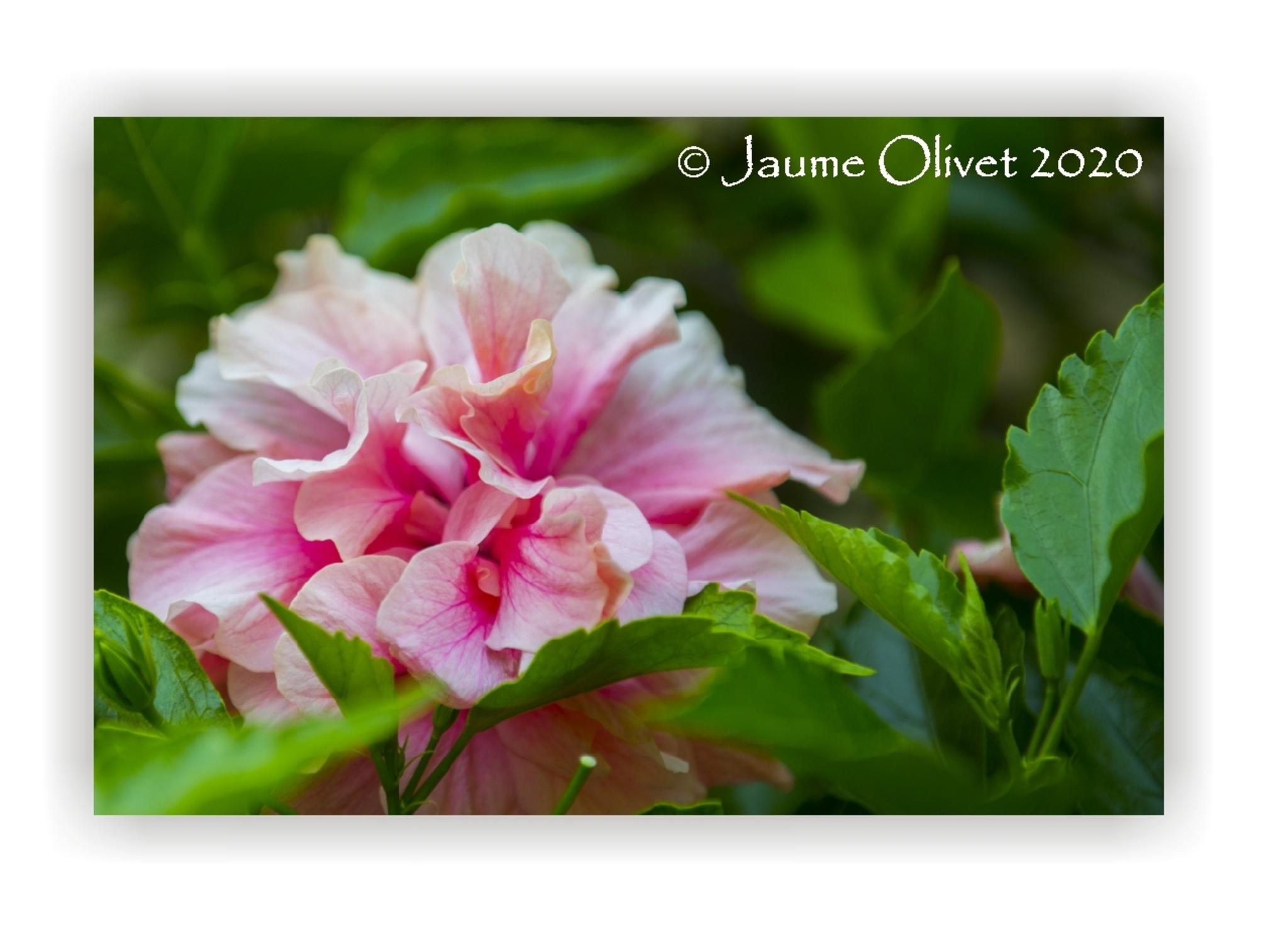  Jaume Olivet 2020