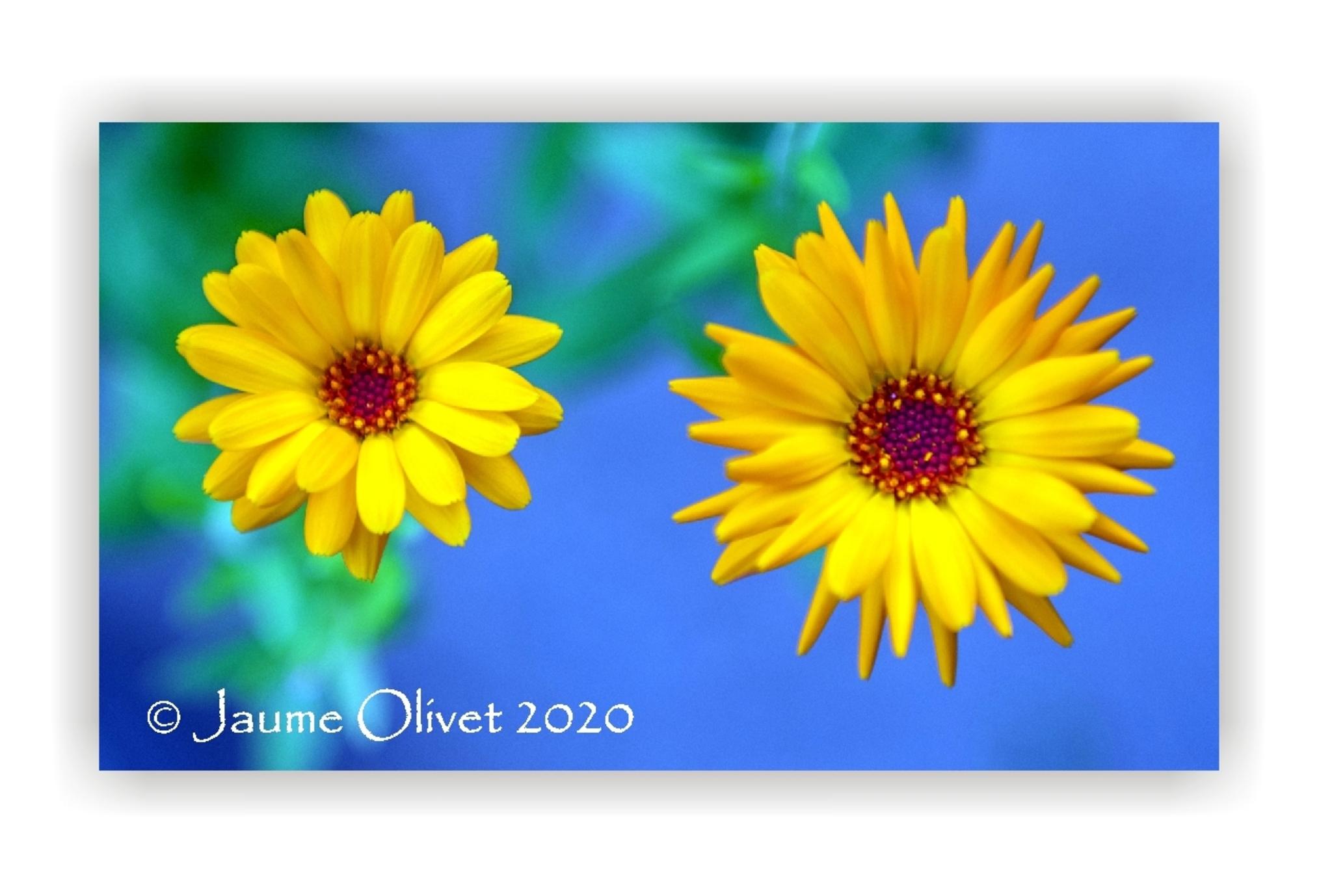  Jaume Olivet 2020