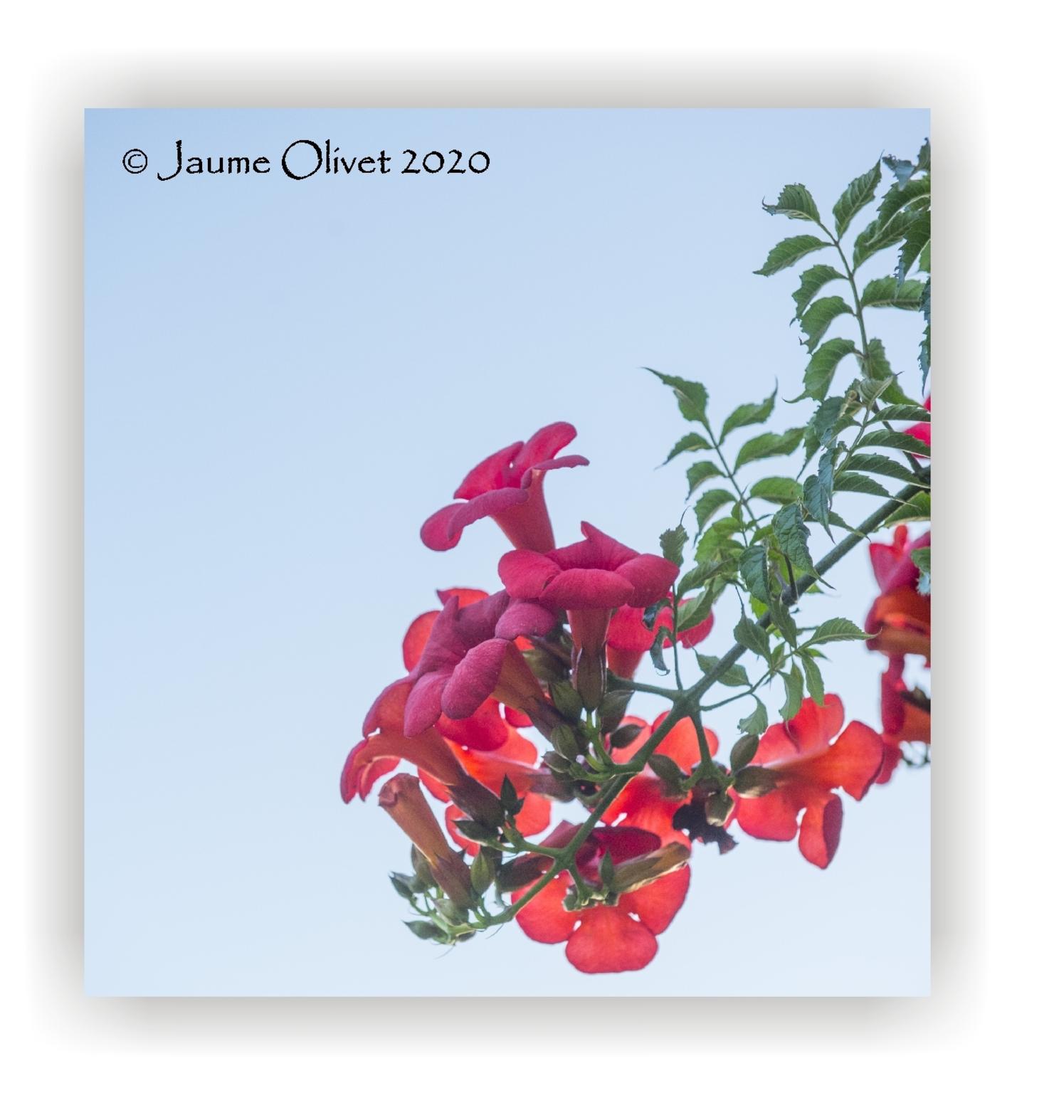  Jaume Olivet 2020