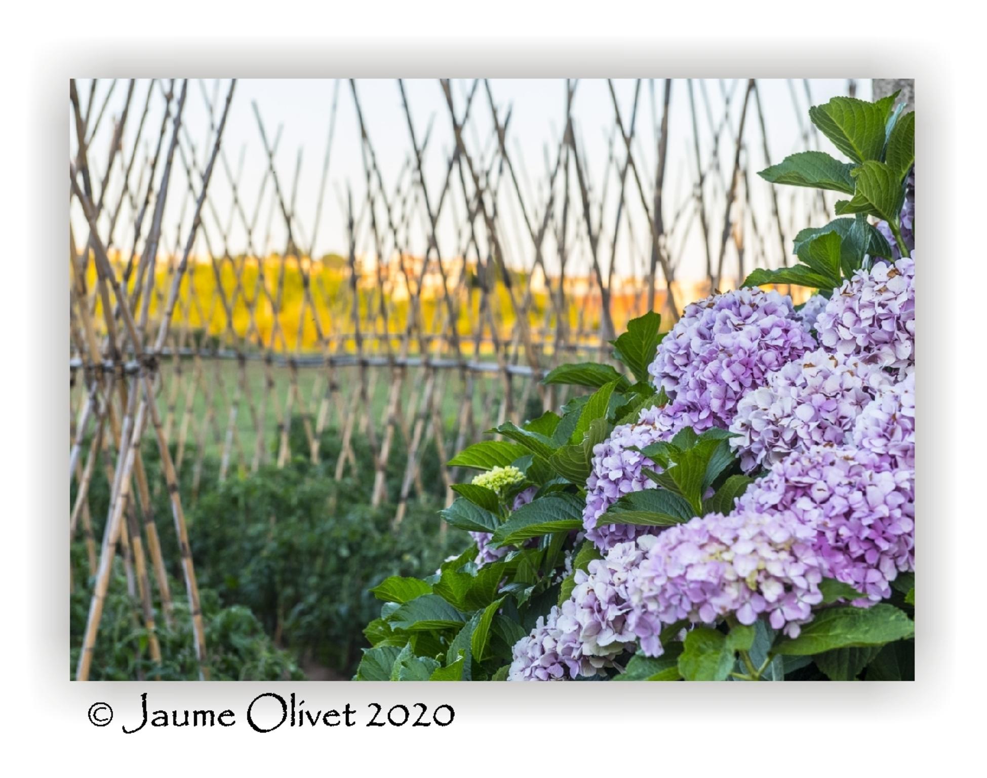  Jaume Olivet 2020