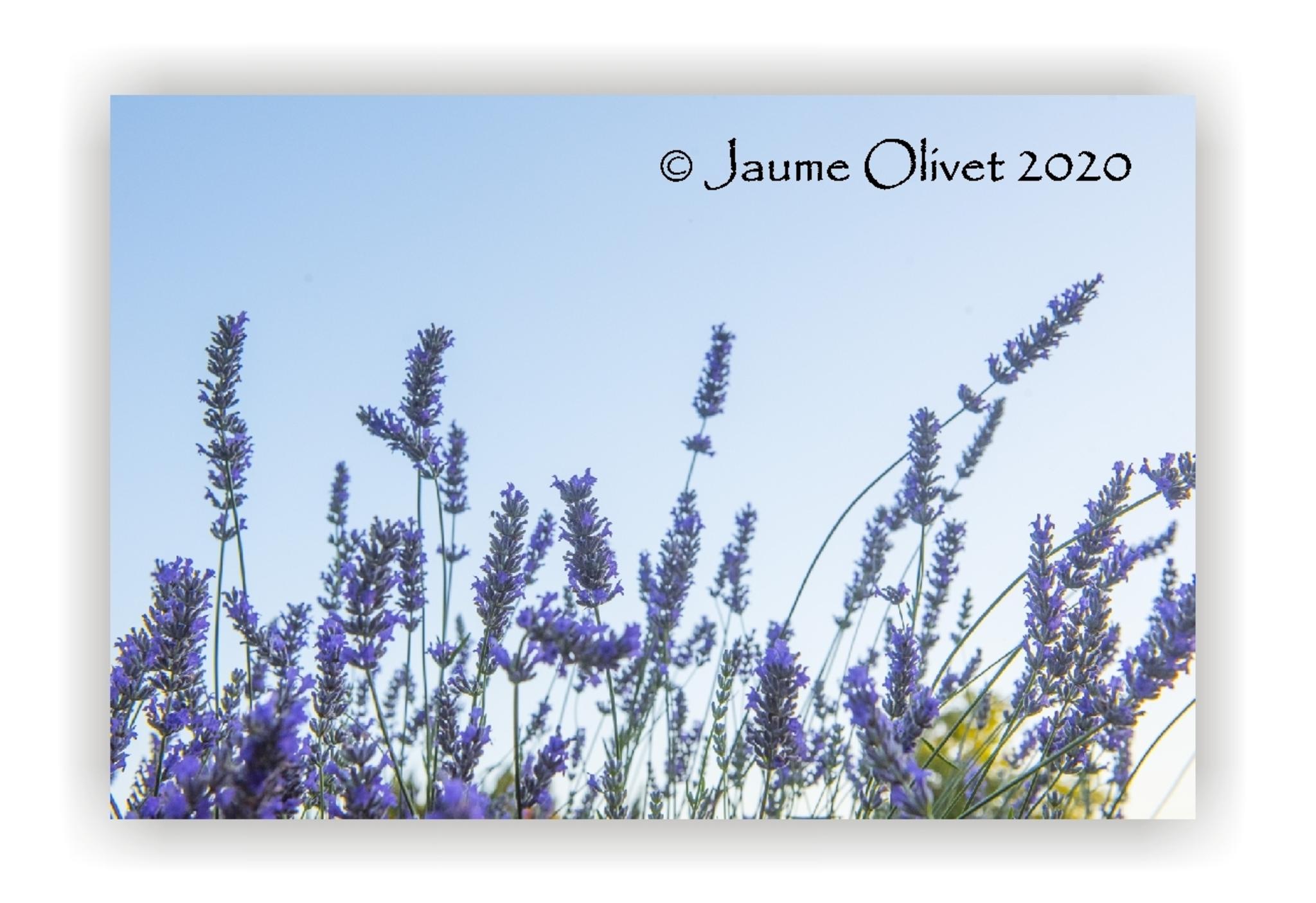  Jaume Olivet 2020