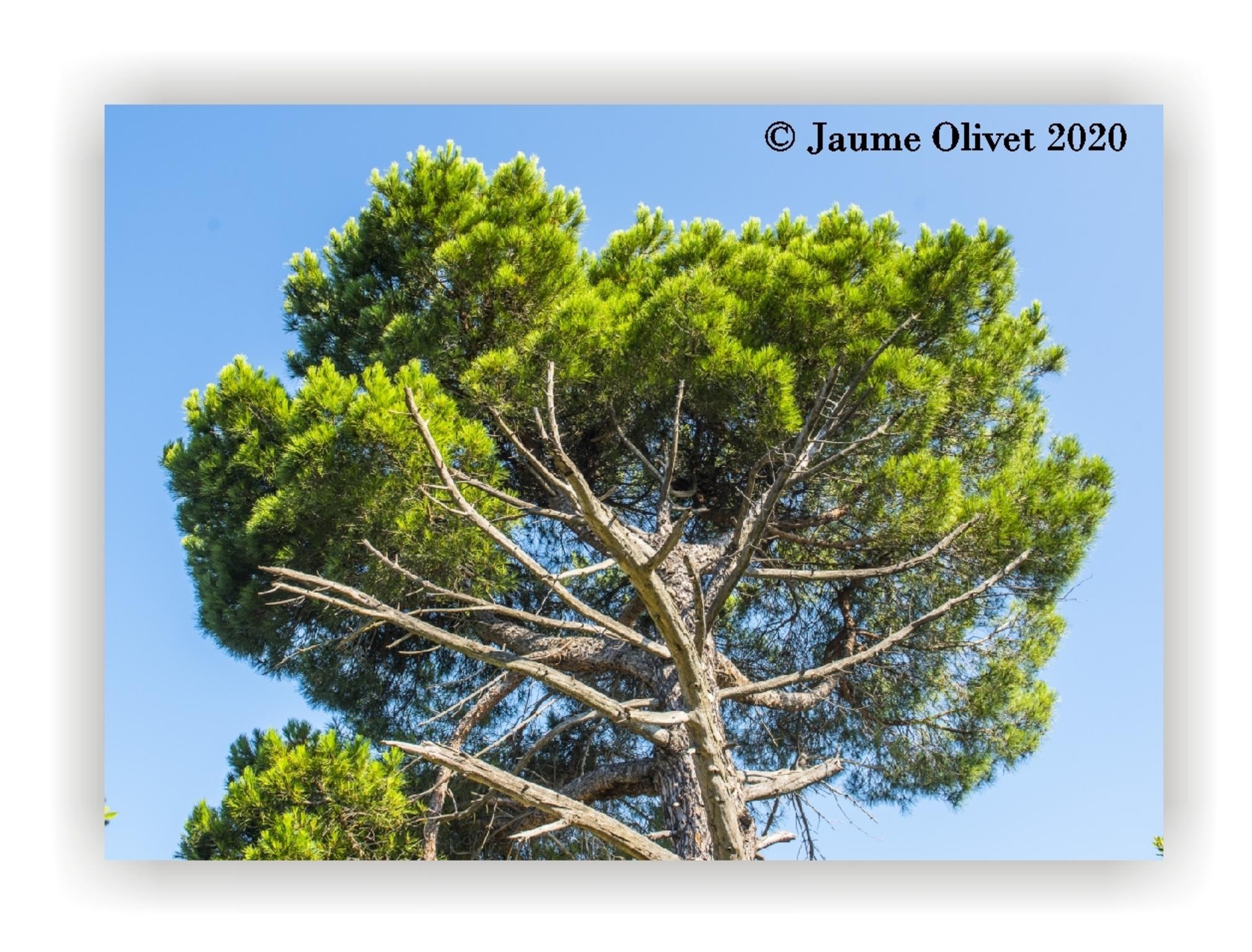  Jaume Olivet 2020