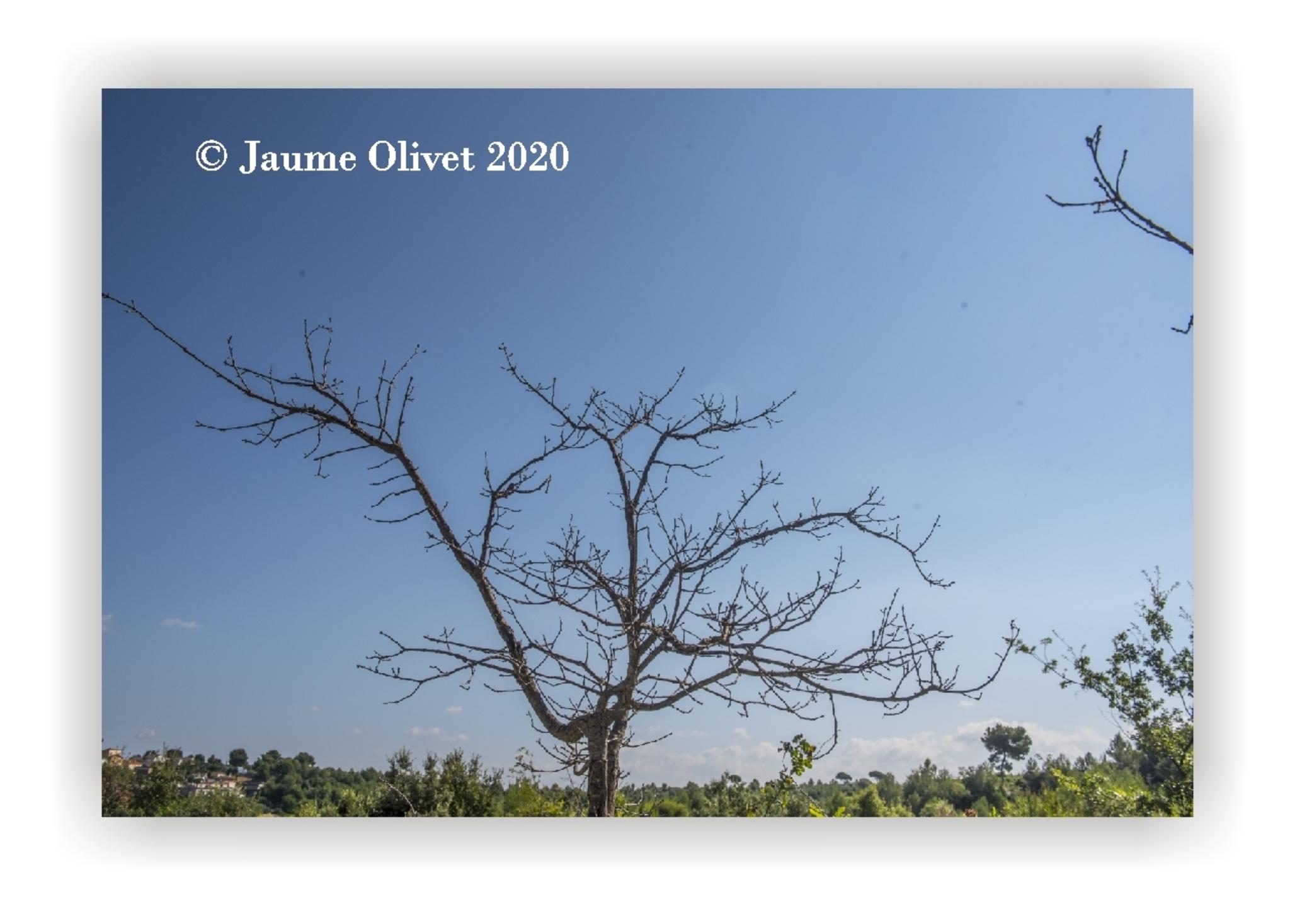  Jaume Olivet 2020