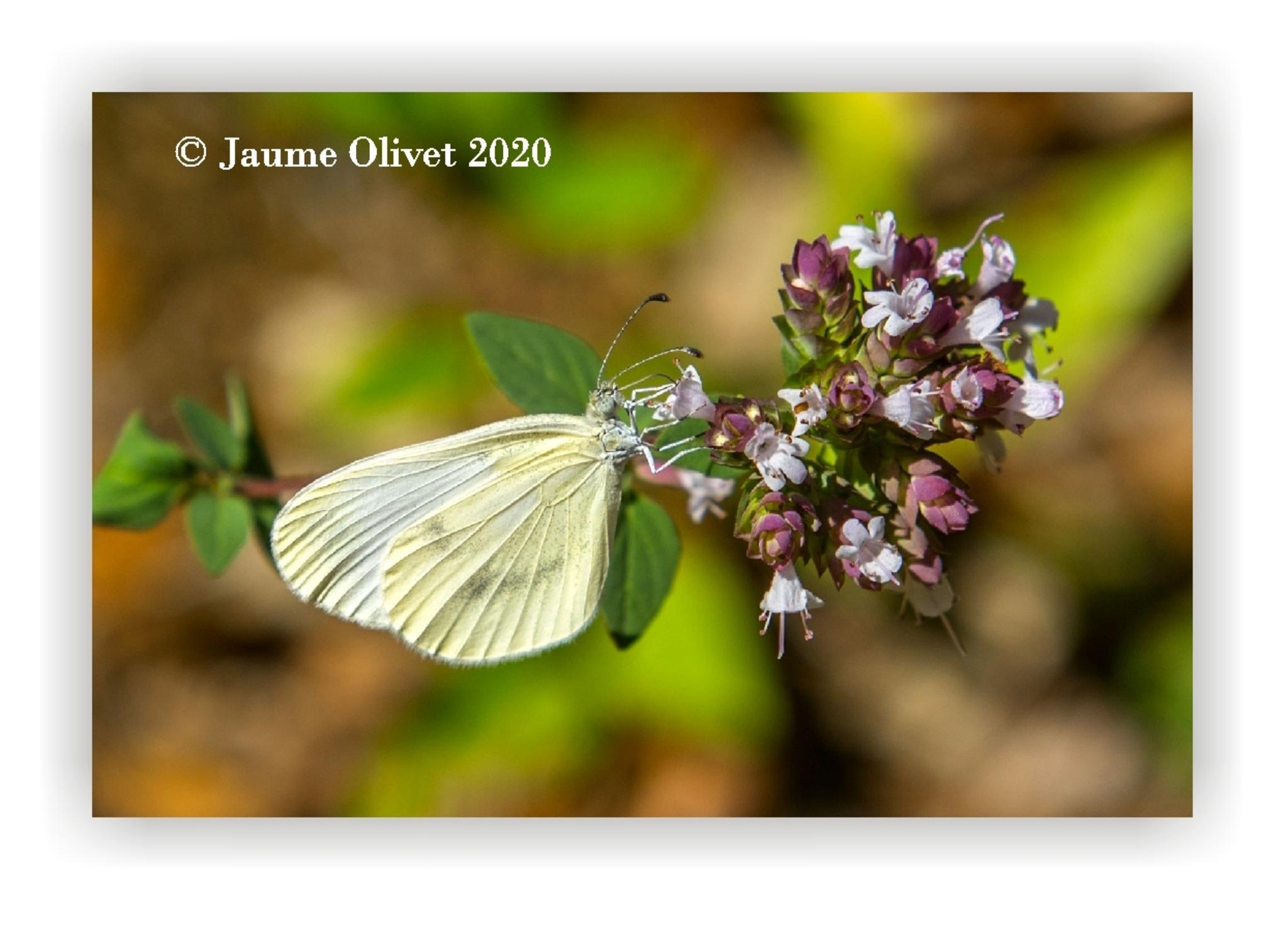  Jaume Olivet 2020