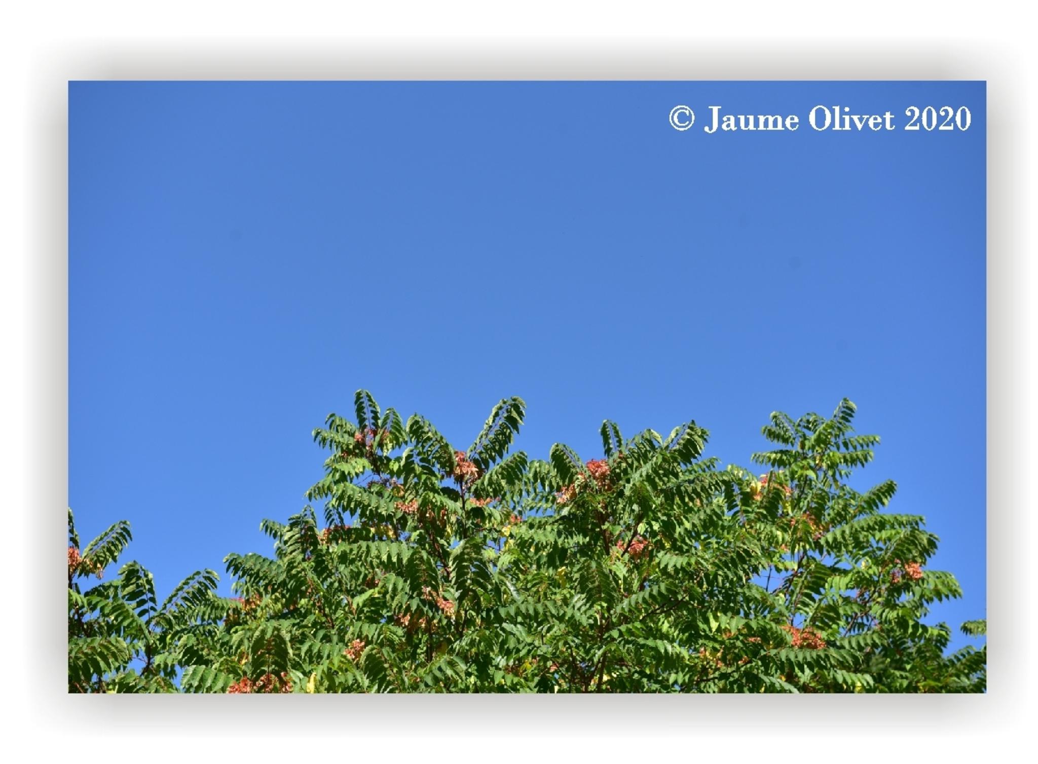  Jaume Olivet 2020