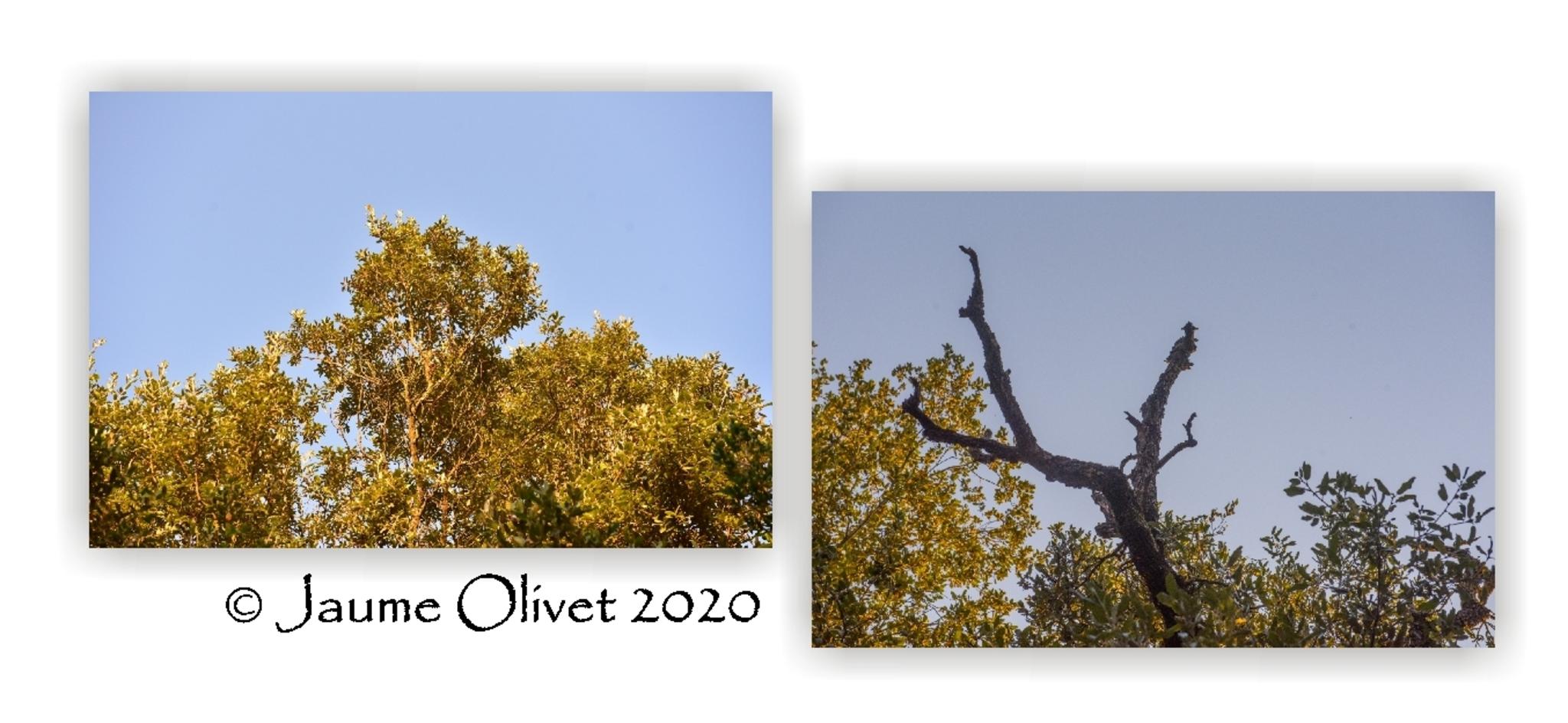  Jaume Olivet 2020