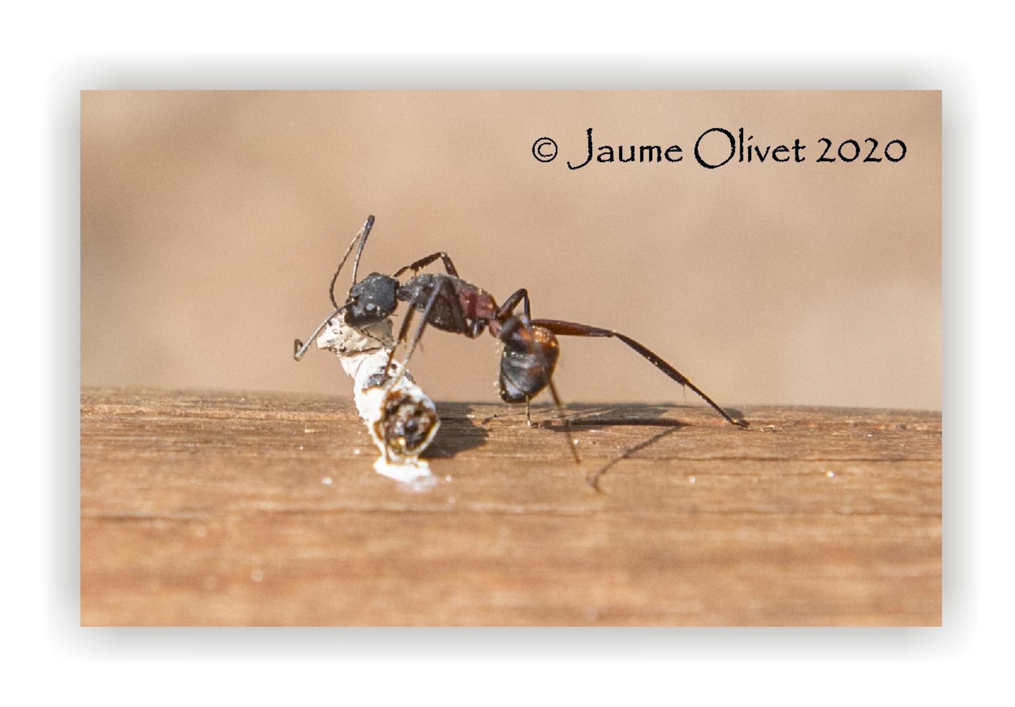  Jaume Olivet 2020